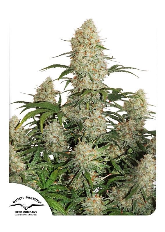 Dutch Passion Auto Critical Orange Punch