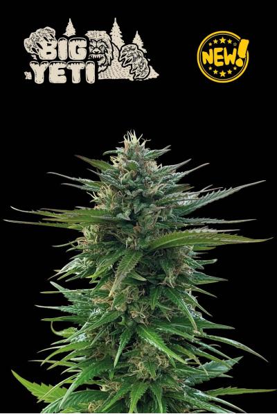Seedstockers Big Yeti, Feminisiert Outdoor, 3 Stk