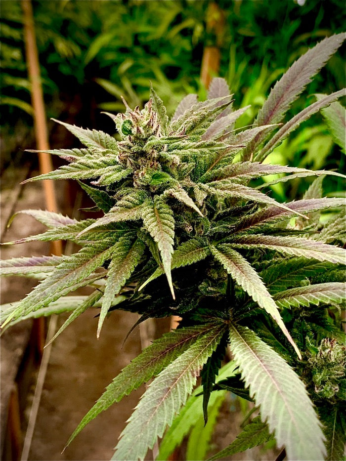 Seedstockers Zmakdaun, Feminisiert Outdoor, 5 Stk