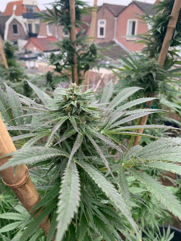 Seedstockers Zmakdaun, Feminisiert Outdoor, 1Stk