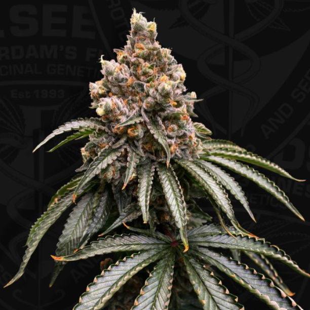 TH Seeds Mona Lisa, Feminisiert, Sonderpackung 6+1 Stk