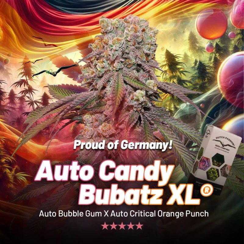 Dutch Passion Auto Candy Bubatz XL, 3 Stk