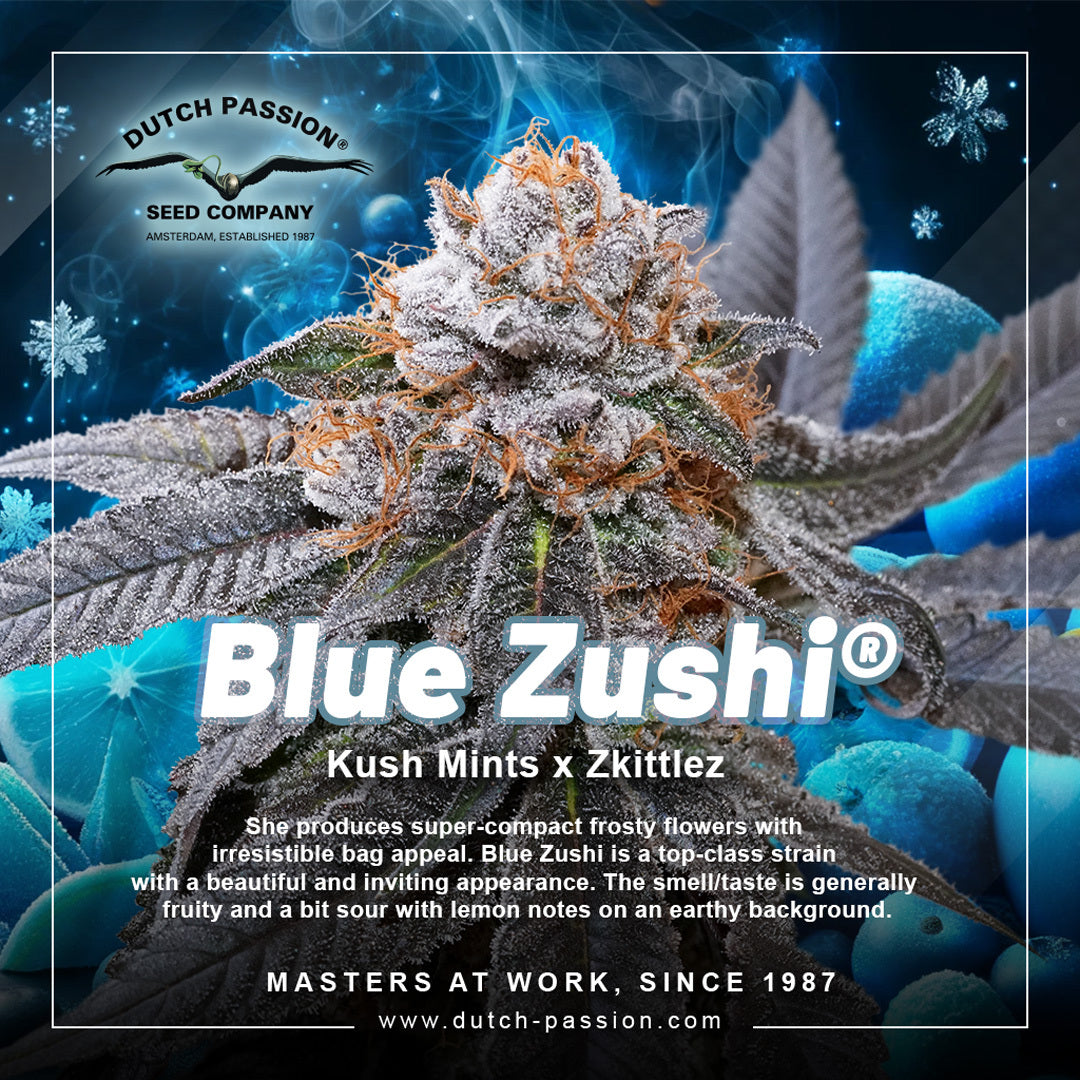 Dutch Passion Blue Zushi, Feminisiert, 10 Stk