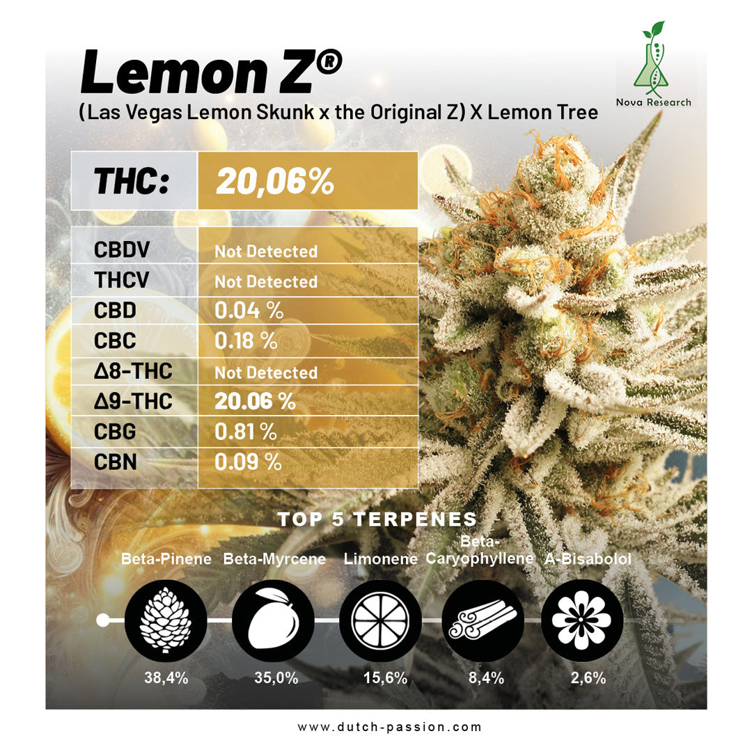 Dutch Passion Lemon Z, Feminisiert, 5 Stk