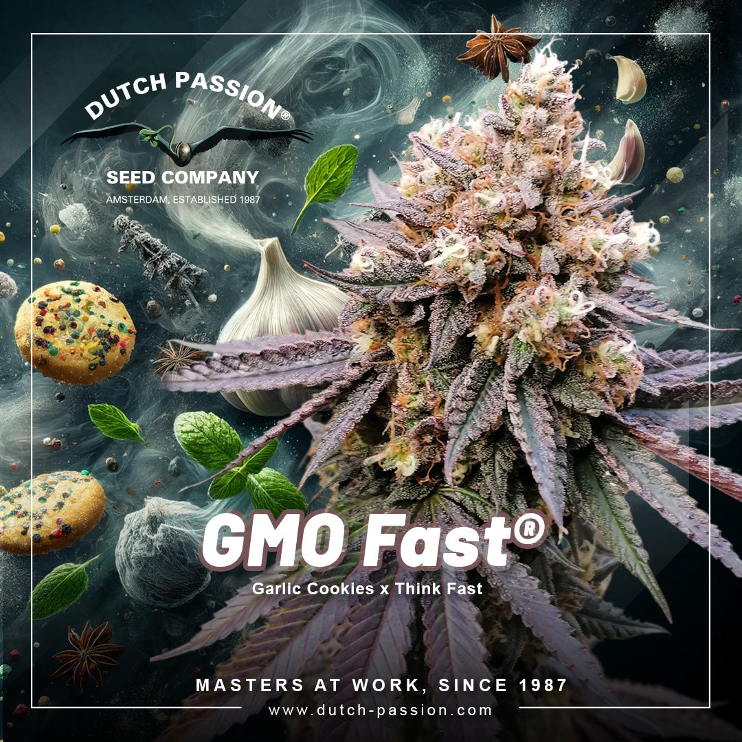 Dutch Passion GMO Fast, Feminisiert, 3 Stk