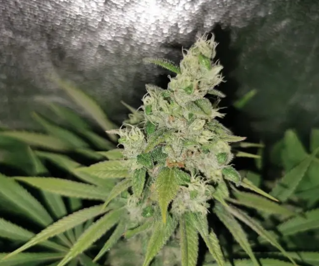 Blimburn Seeds Mango feminisiert