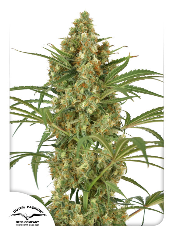 Dutch Passion Snow Storm #2 Auto Feminisiert Autoflower