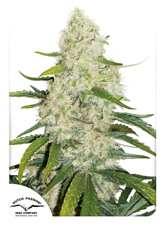 Dutch Passion Think Big Auto