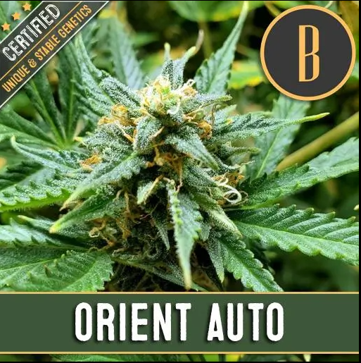 Blimburn Seeds Orient Auto