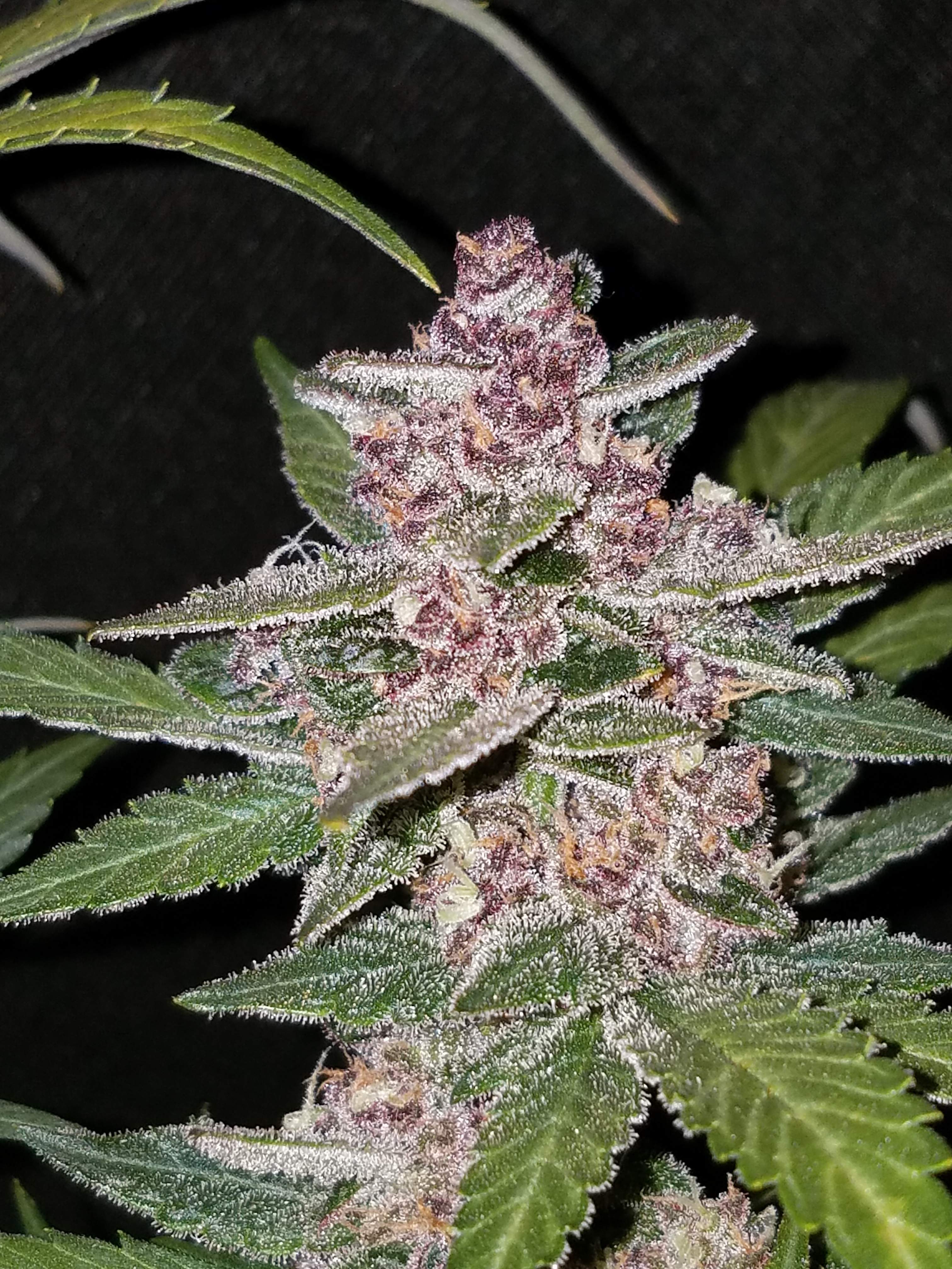 Fast Buds Blackberry Auto
