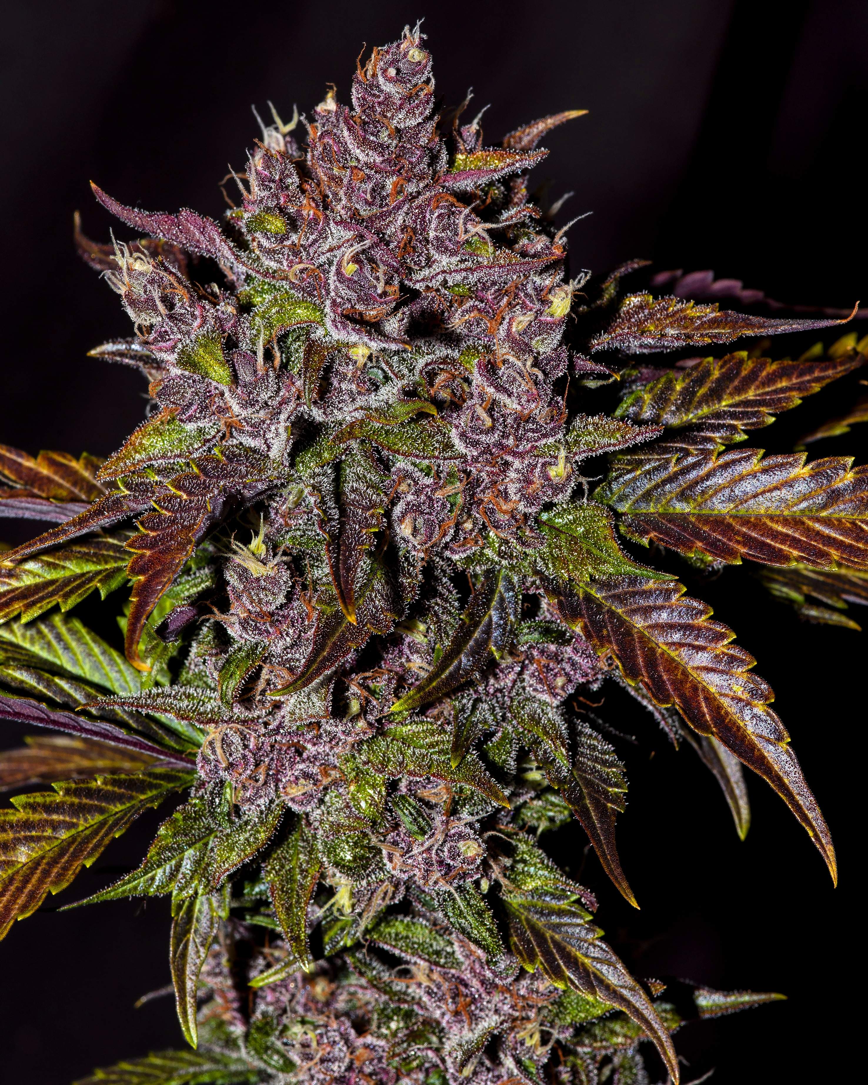Fast Buds Blackberry Auto