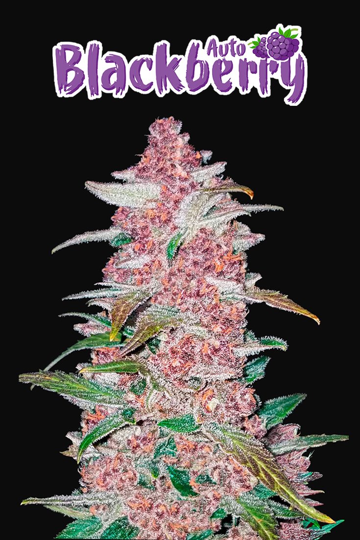 Fast Buds Blackberry Auto