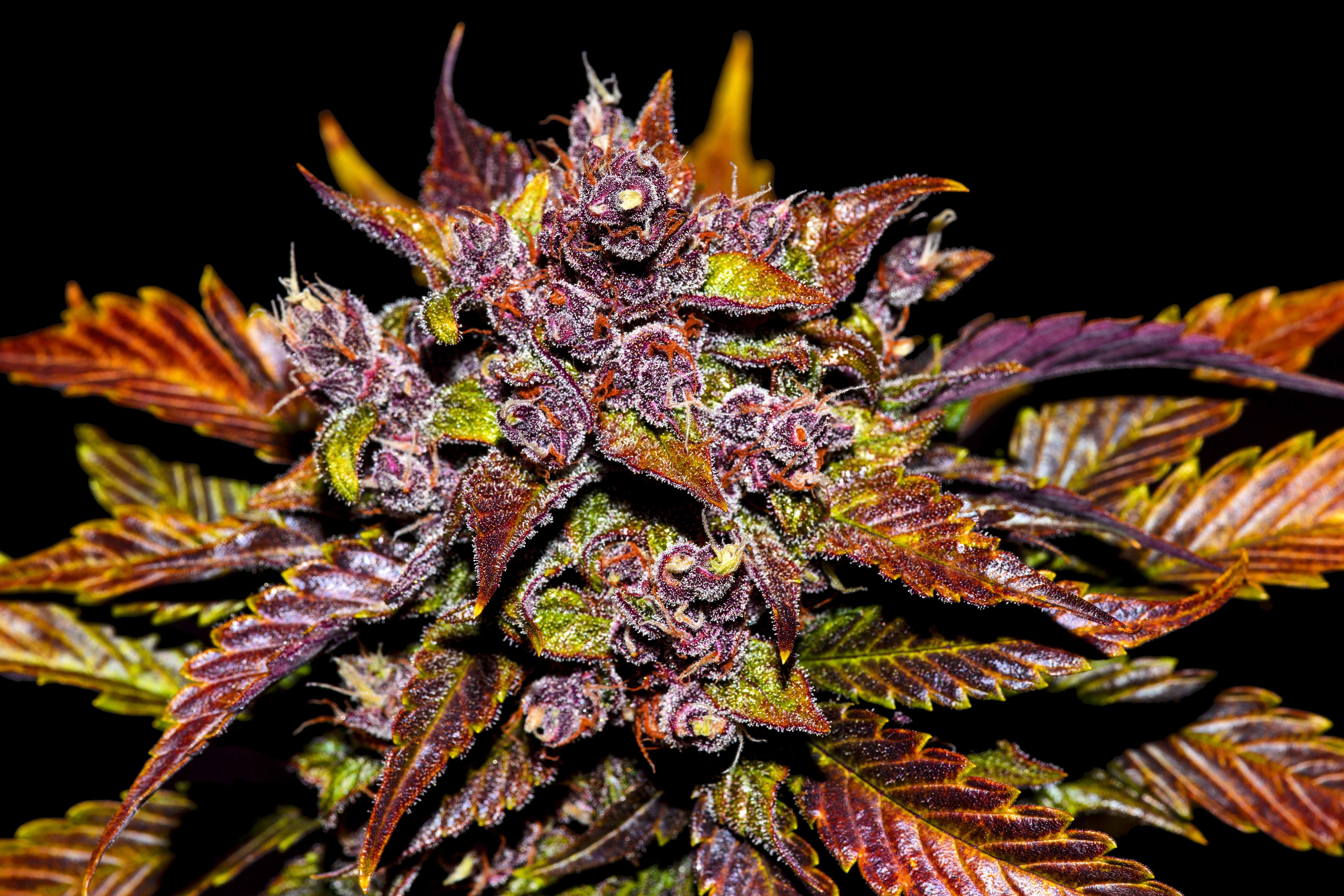 Fast Buds Blackberry Auto