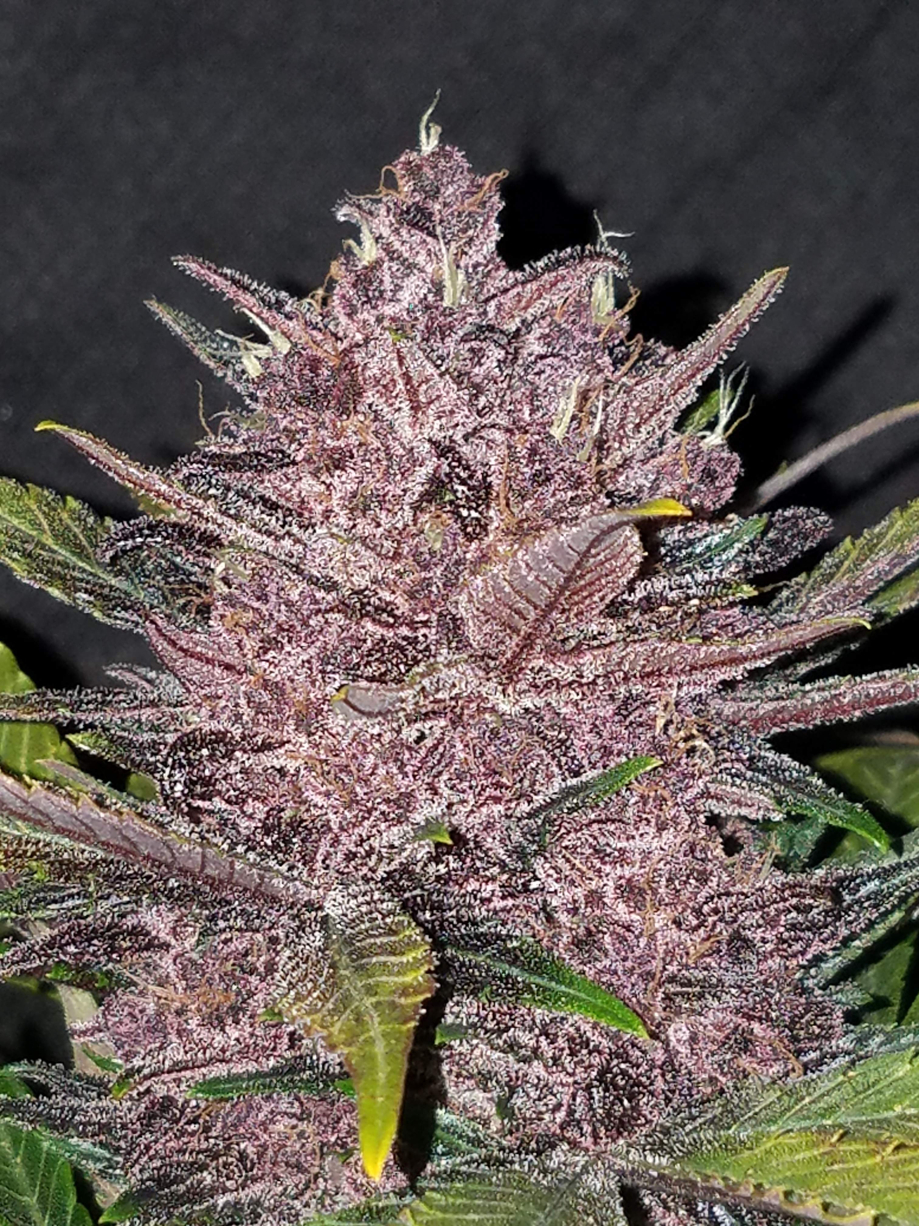 Fast Buds Blackberry Auto