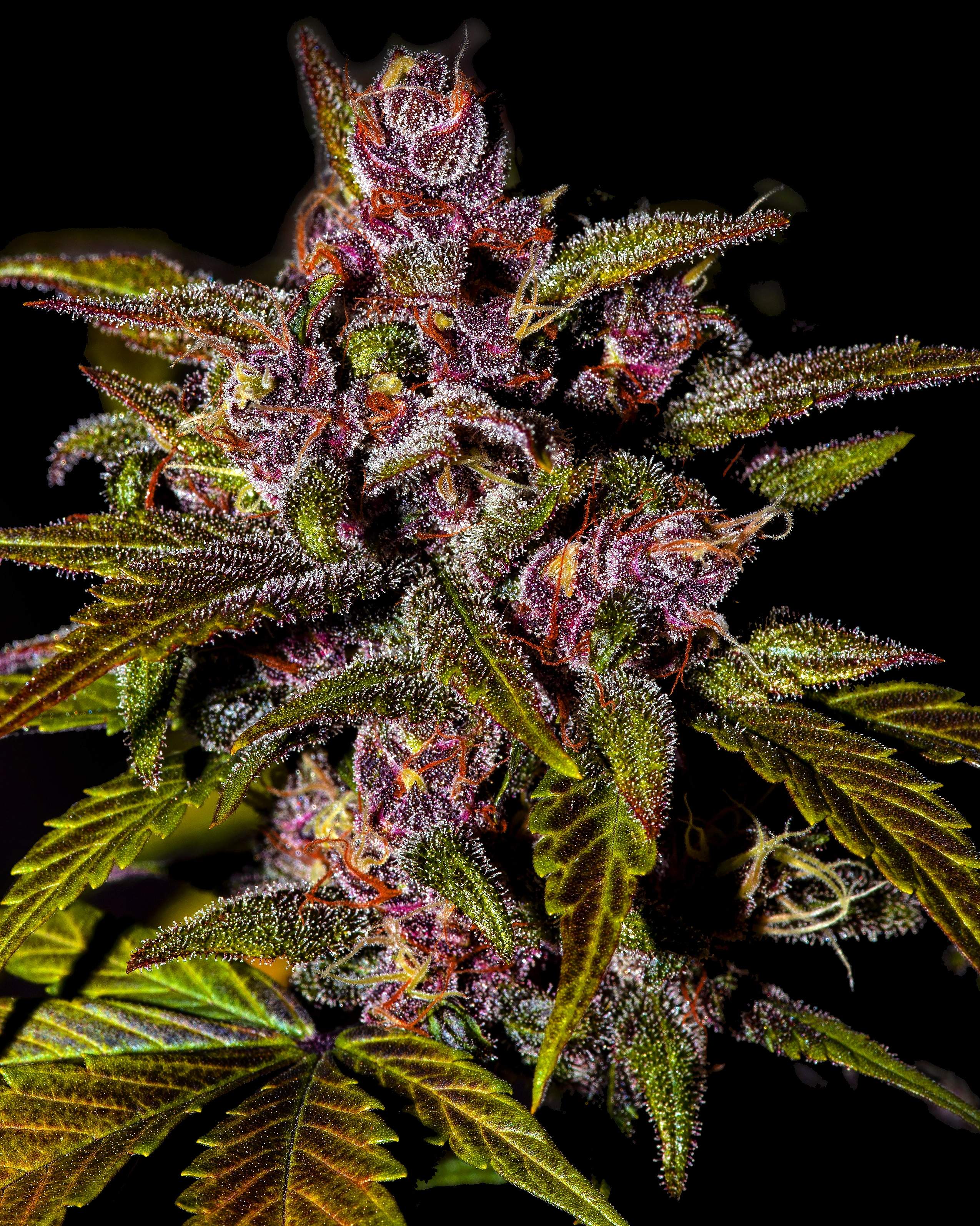 Fast Buds Blackberry Auto