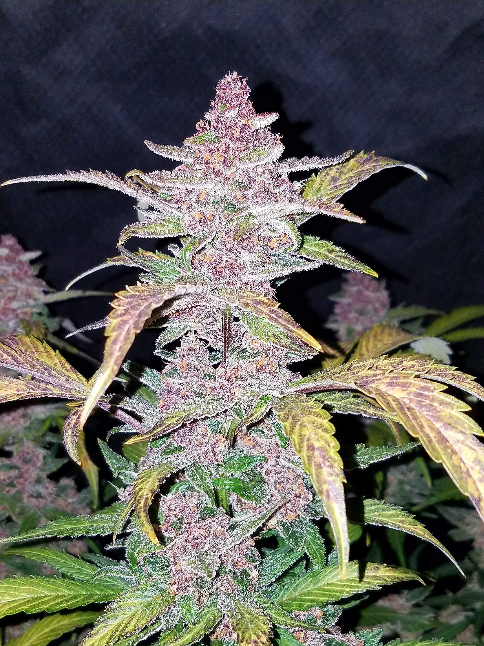 Fast Buds Blackberry Auto