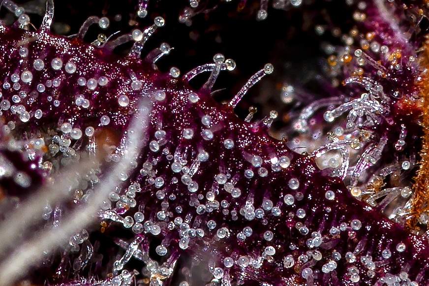 Fast Buds Blackberry Auto