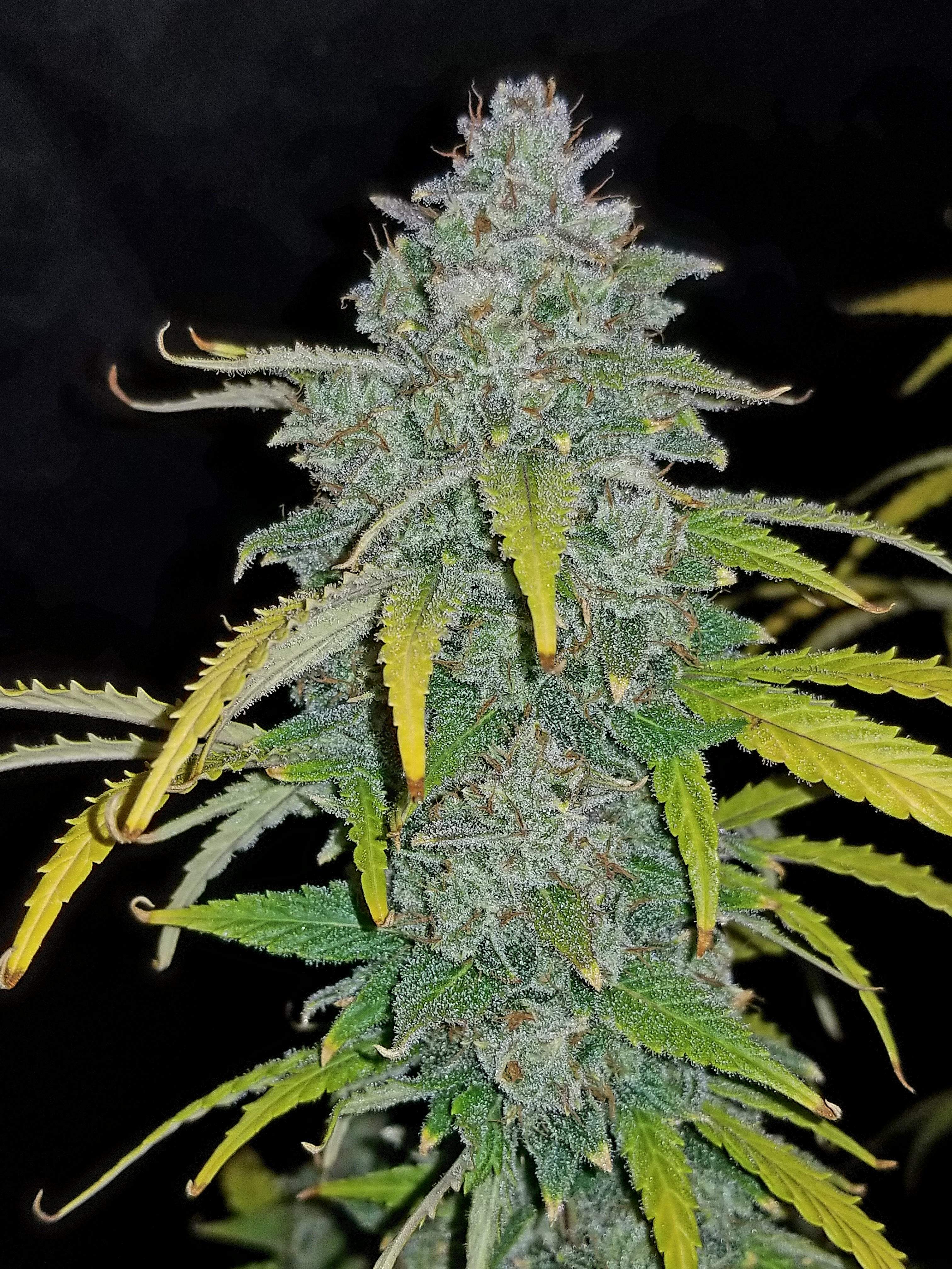 Fast Buds Blue Dream´matic Auto