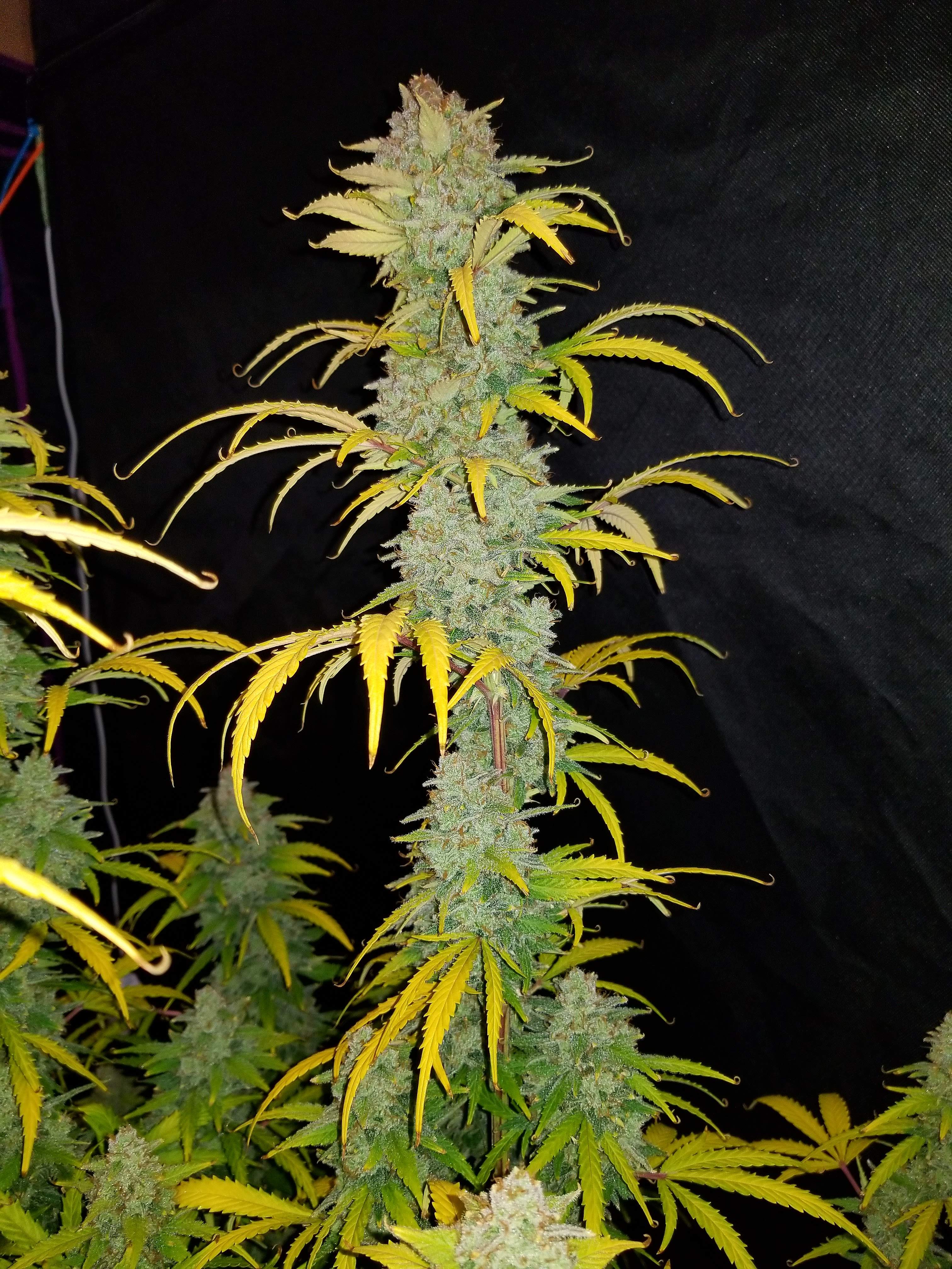 Fast Buds Blue Dream´matic Auto