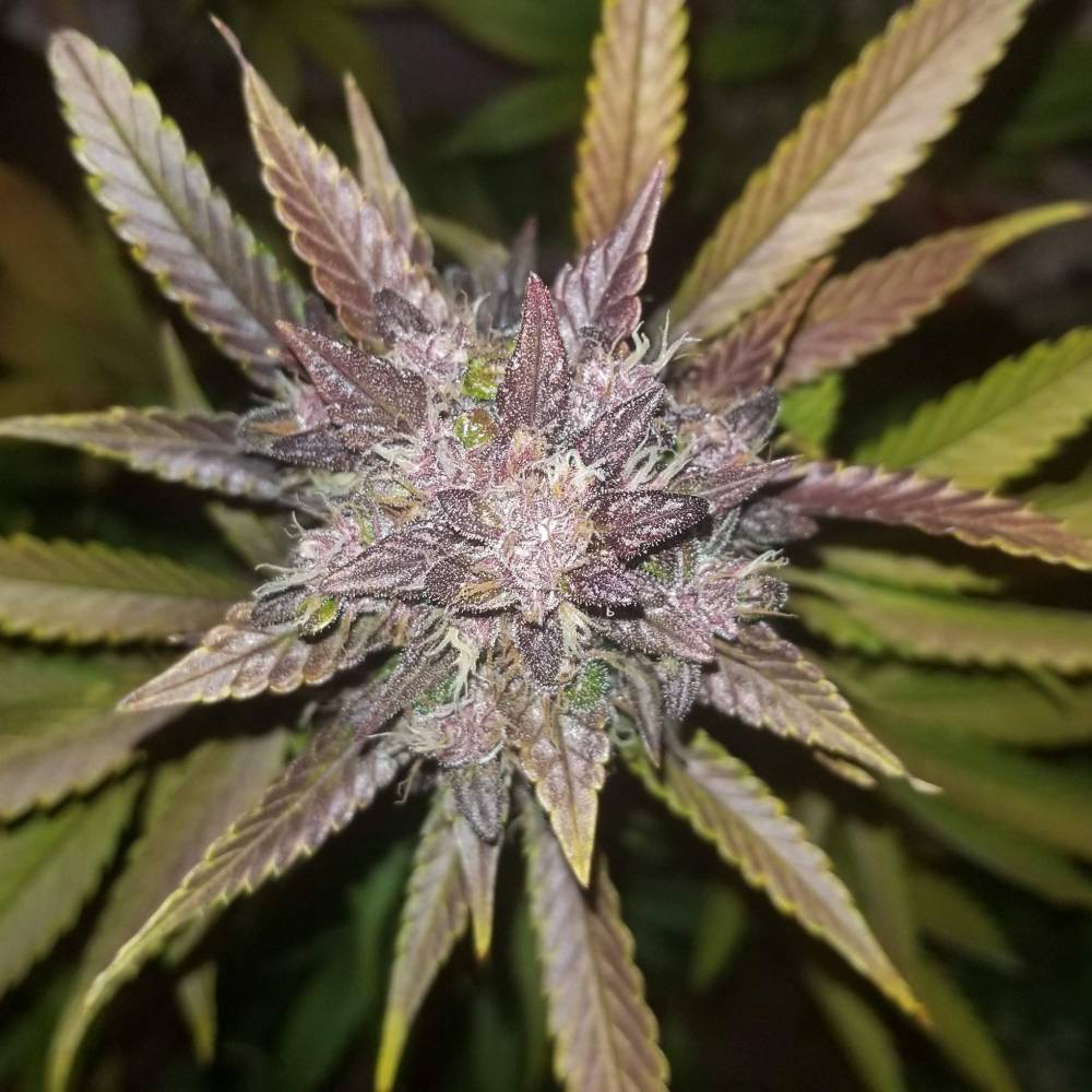 Fast Buds C4 Matic Auto
