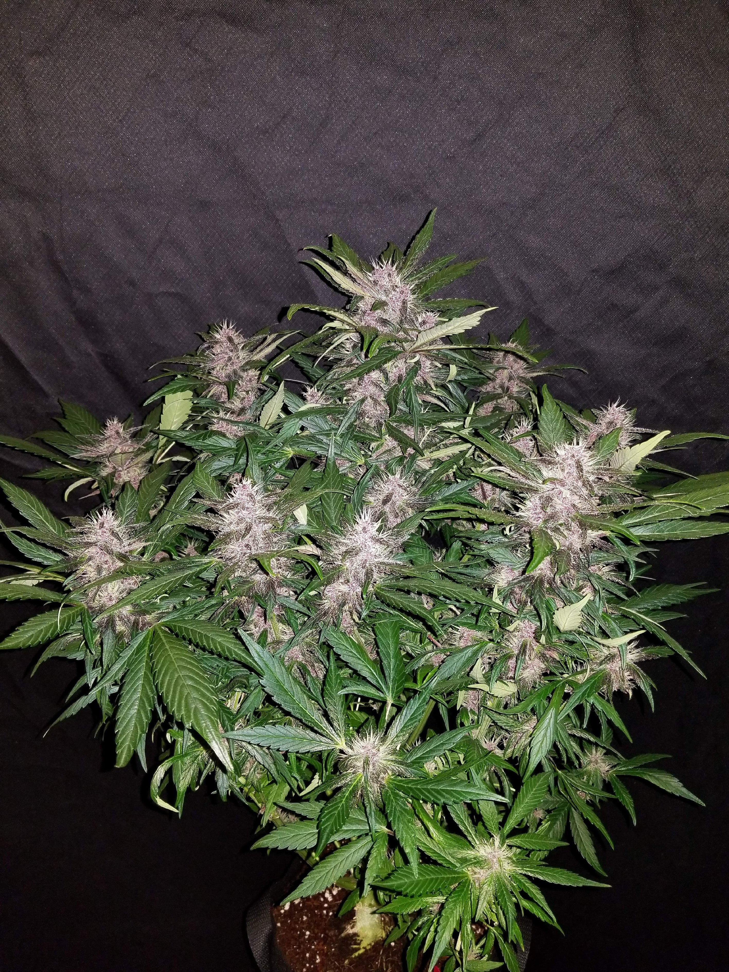 Fast Buds C4 Matic Auto