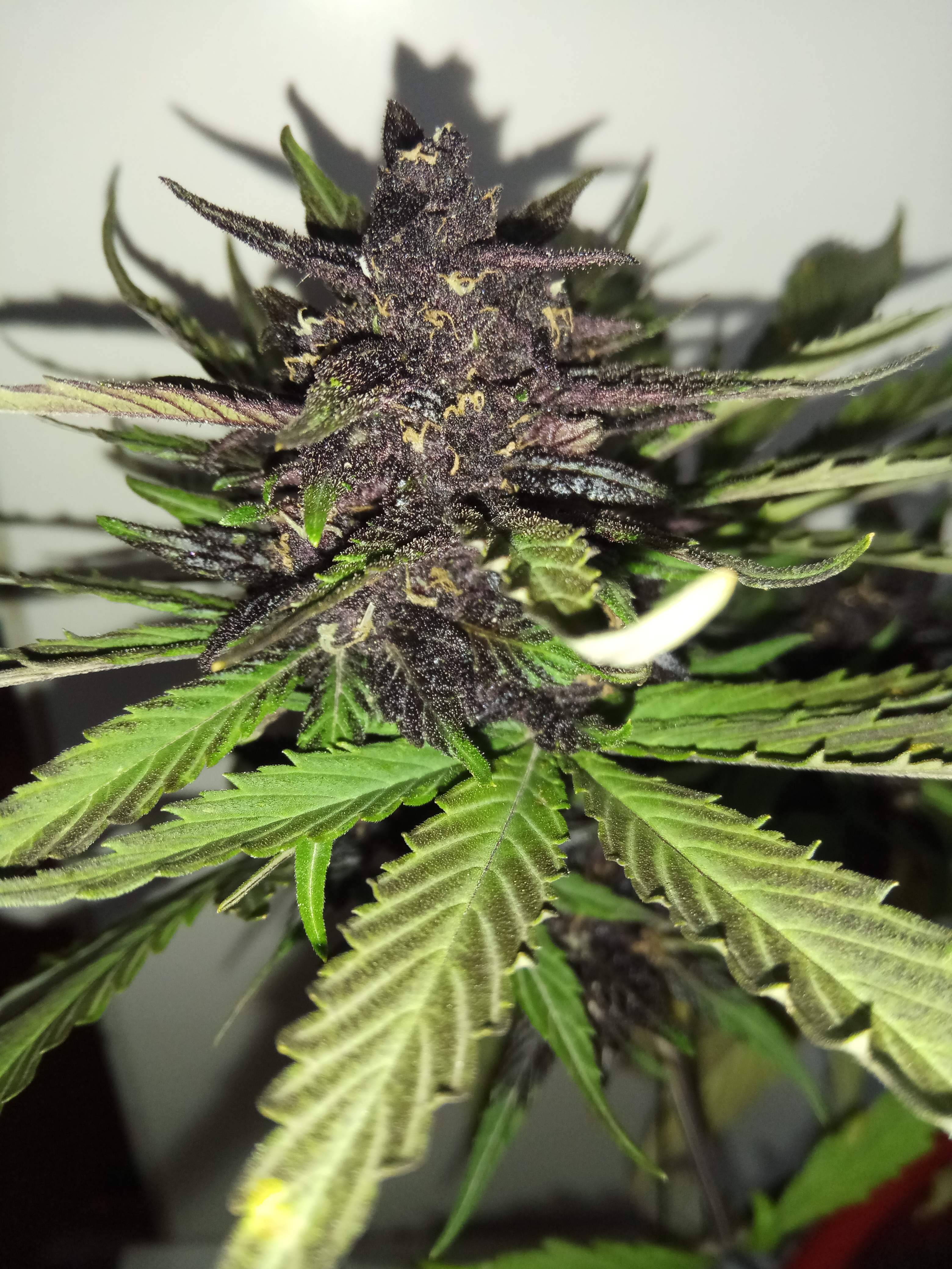Fast Buds C4 Matic Auto