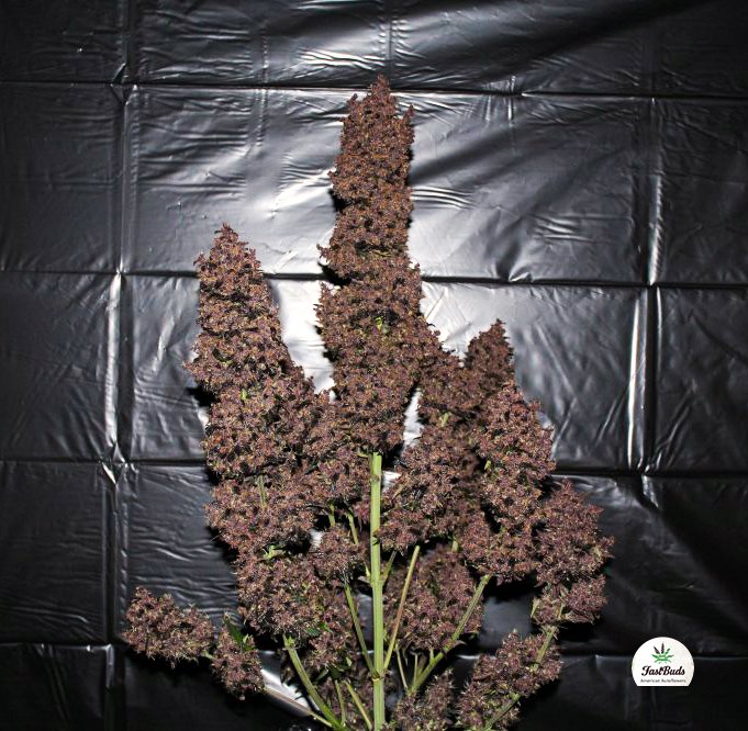 Fast Buds C4 Matic Auto
