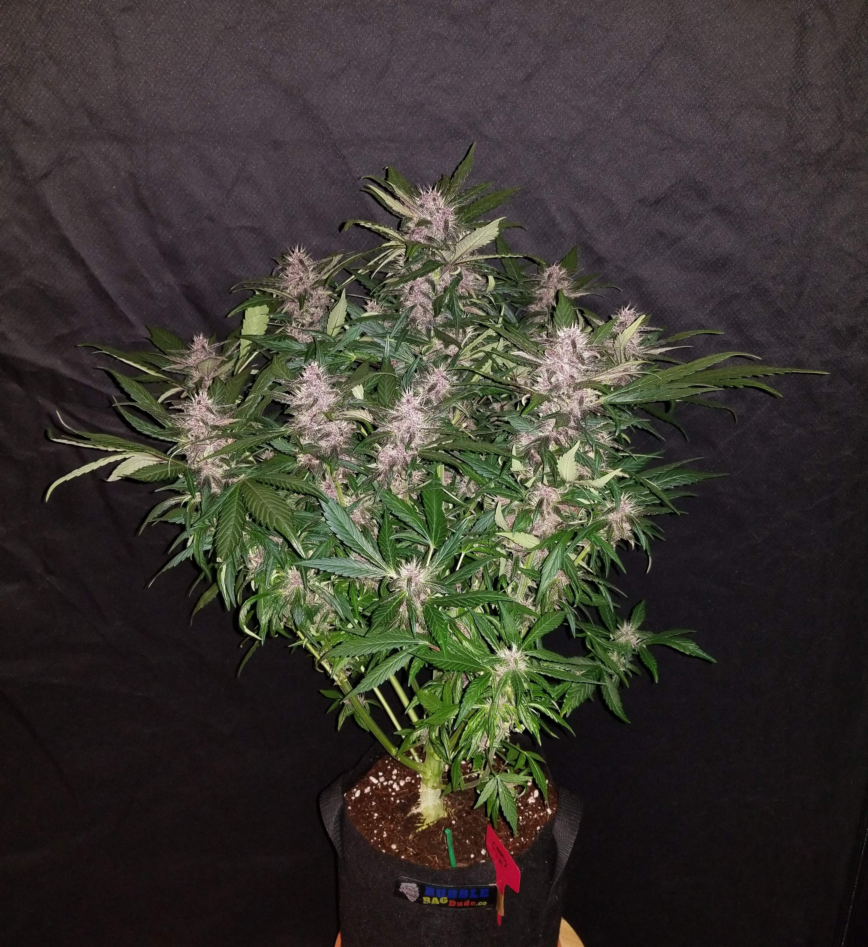 Fast Buds C4 Matic Auto