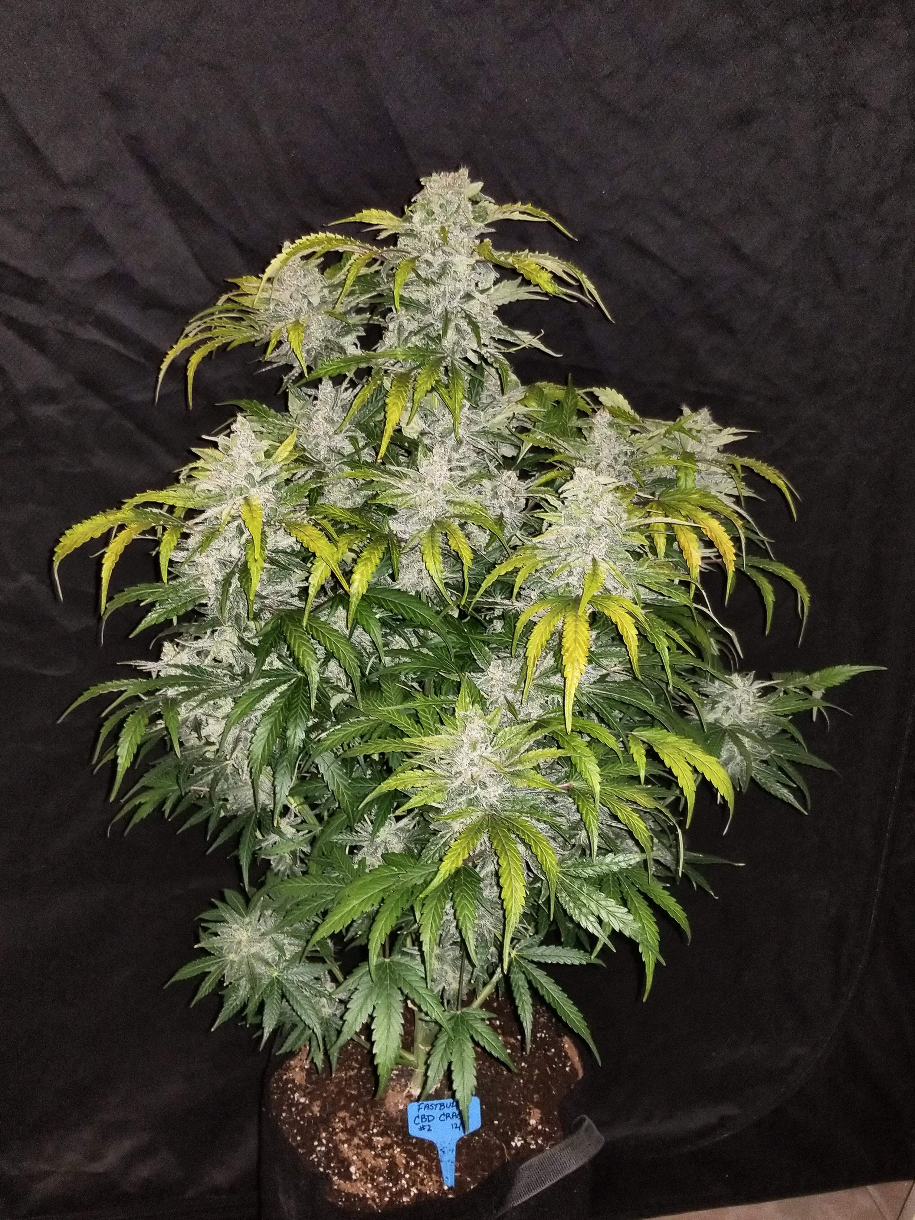 Fast Buds CBD Crack Auto