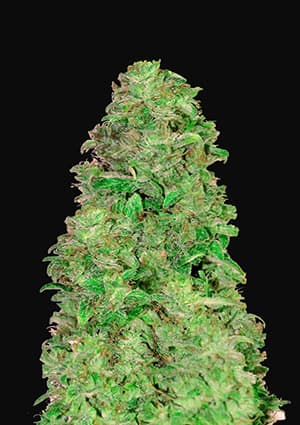 Fast Buds CBD 20:1 Auto