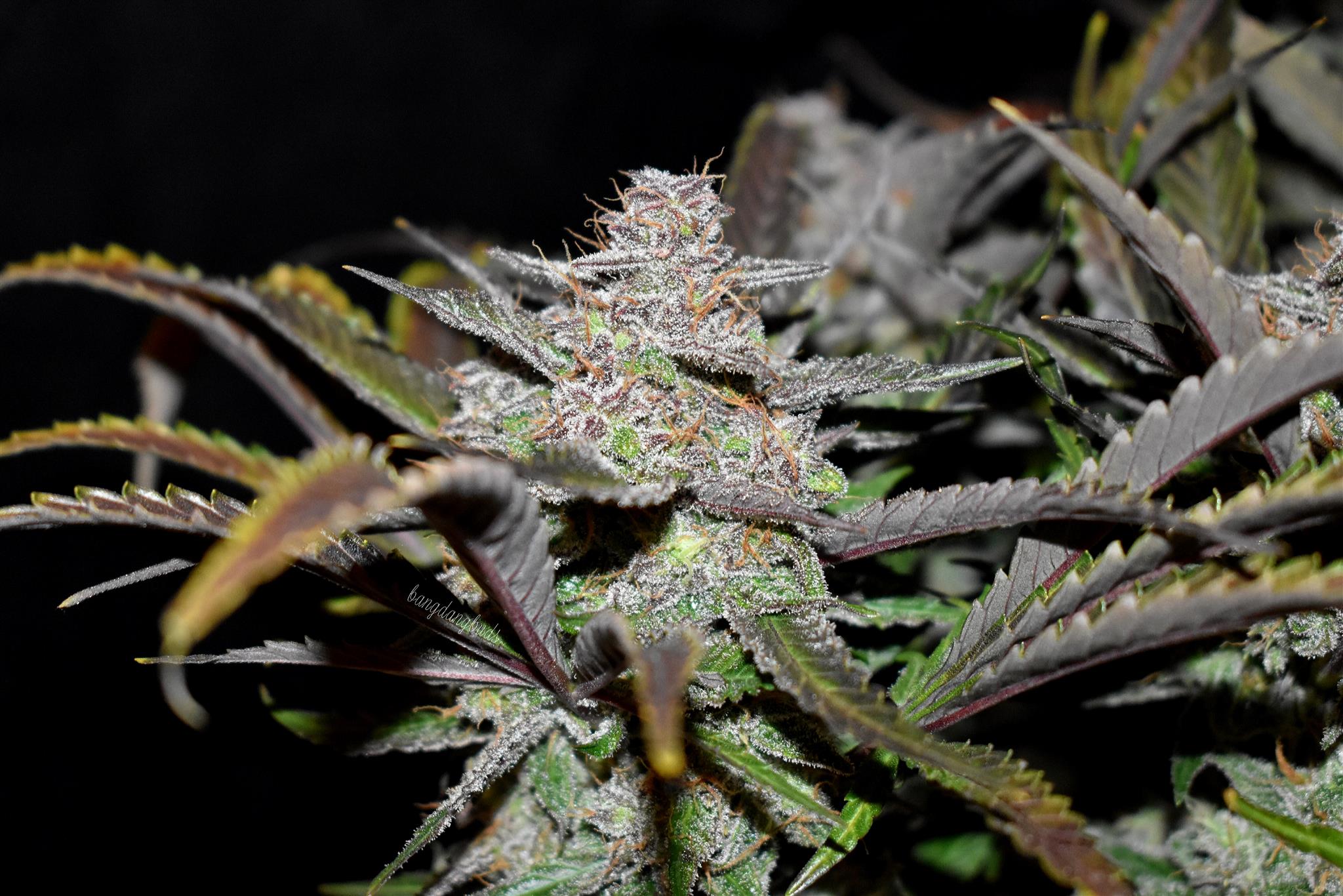Fast Buds Cream Cookies Auto