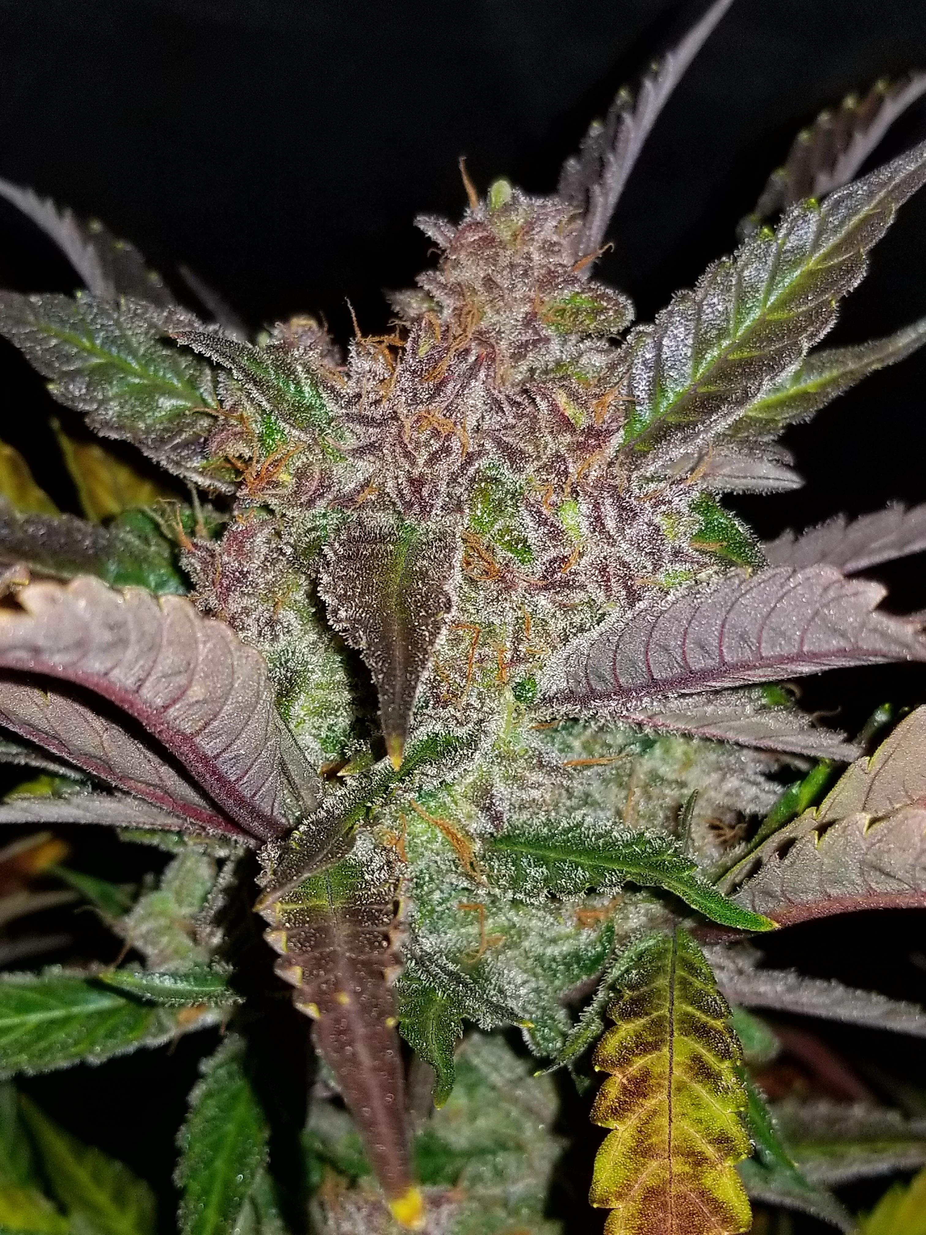 Fast Buds Cream Cookies Auto