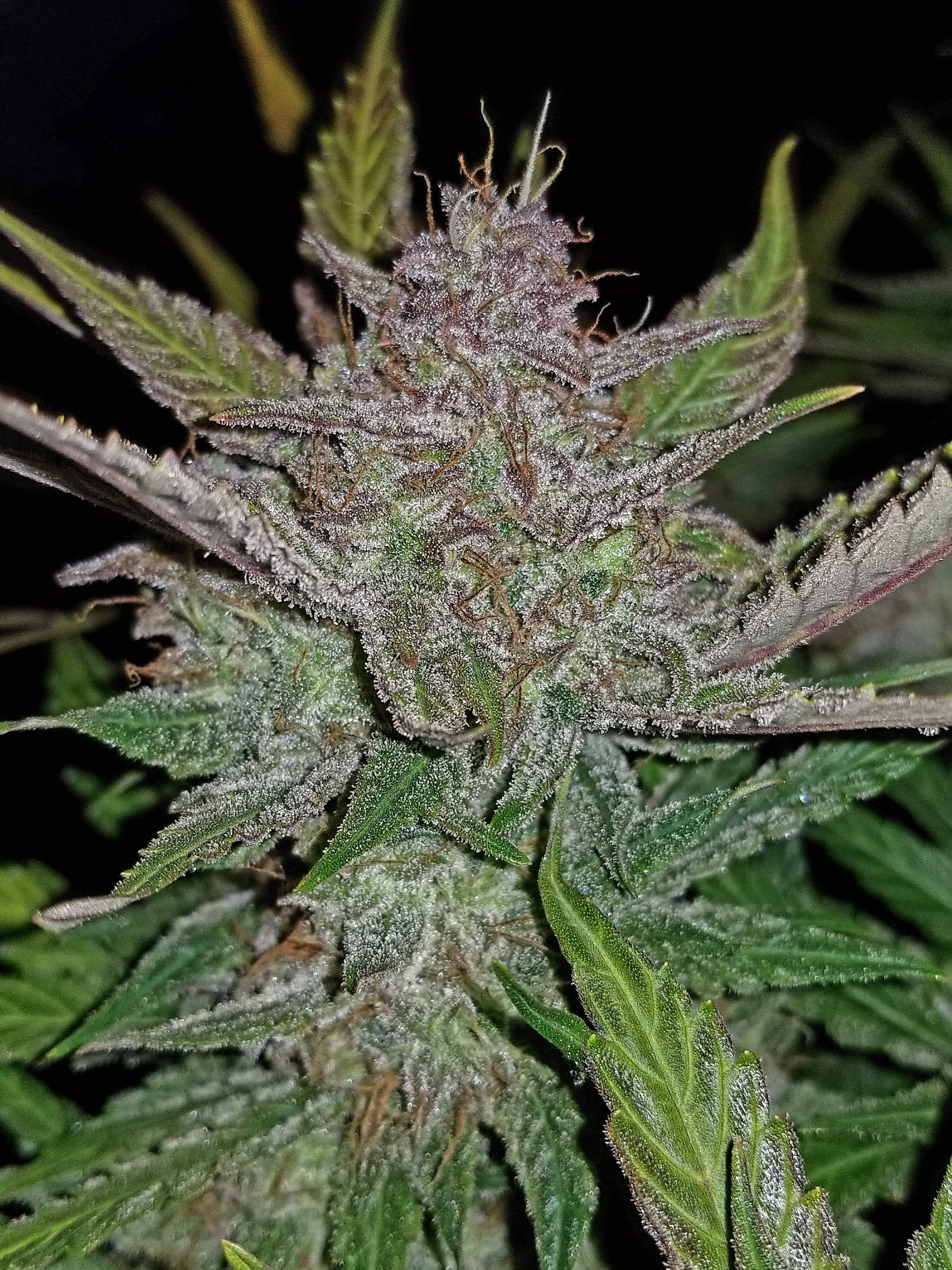 Fast Buds Cream Cookies Auto