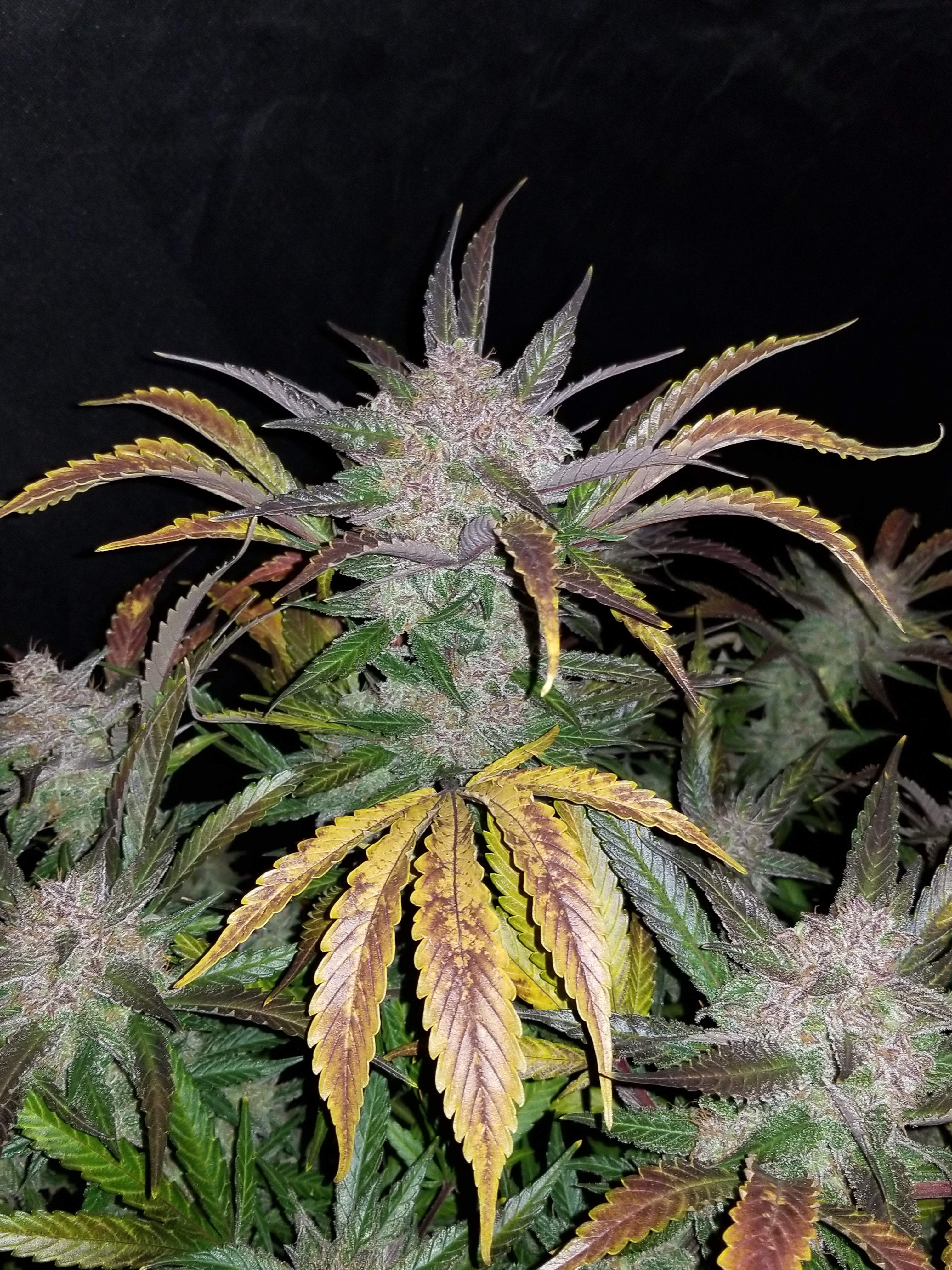 Fast Buds Cream Cookies Auto