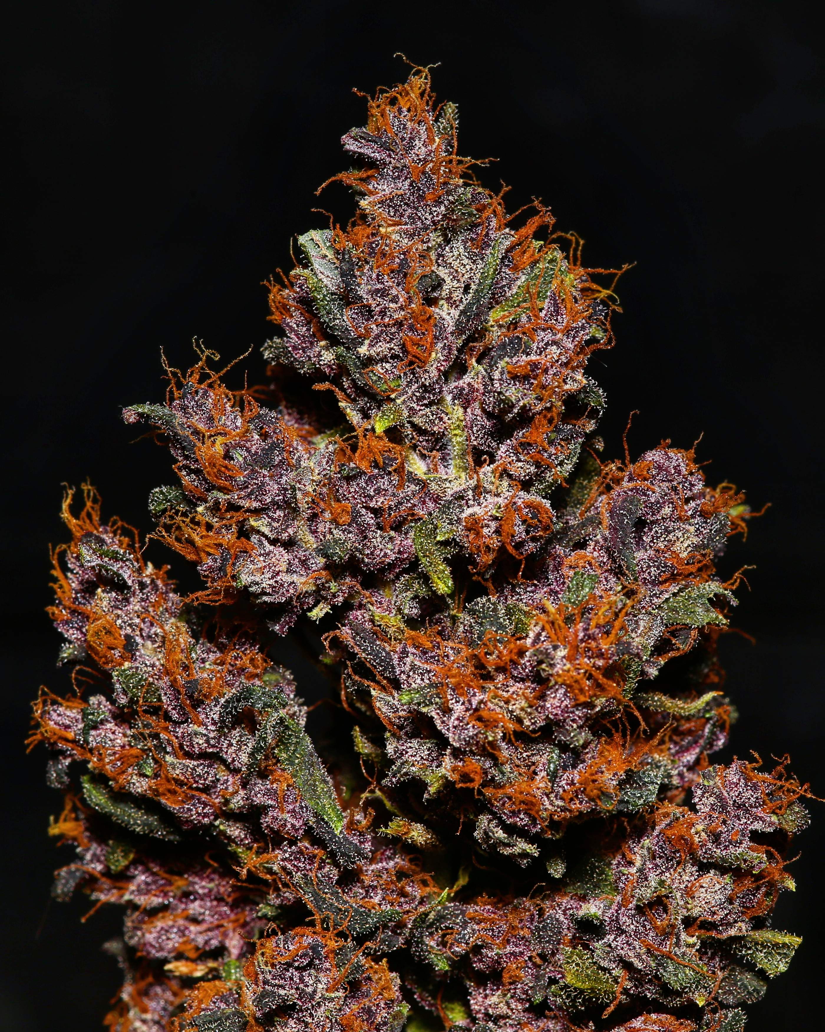 Fast Buds Crystal METH Auto