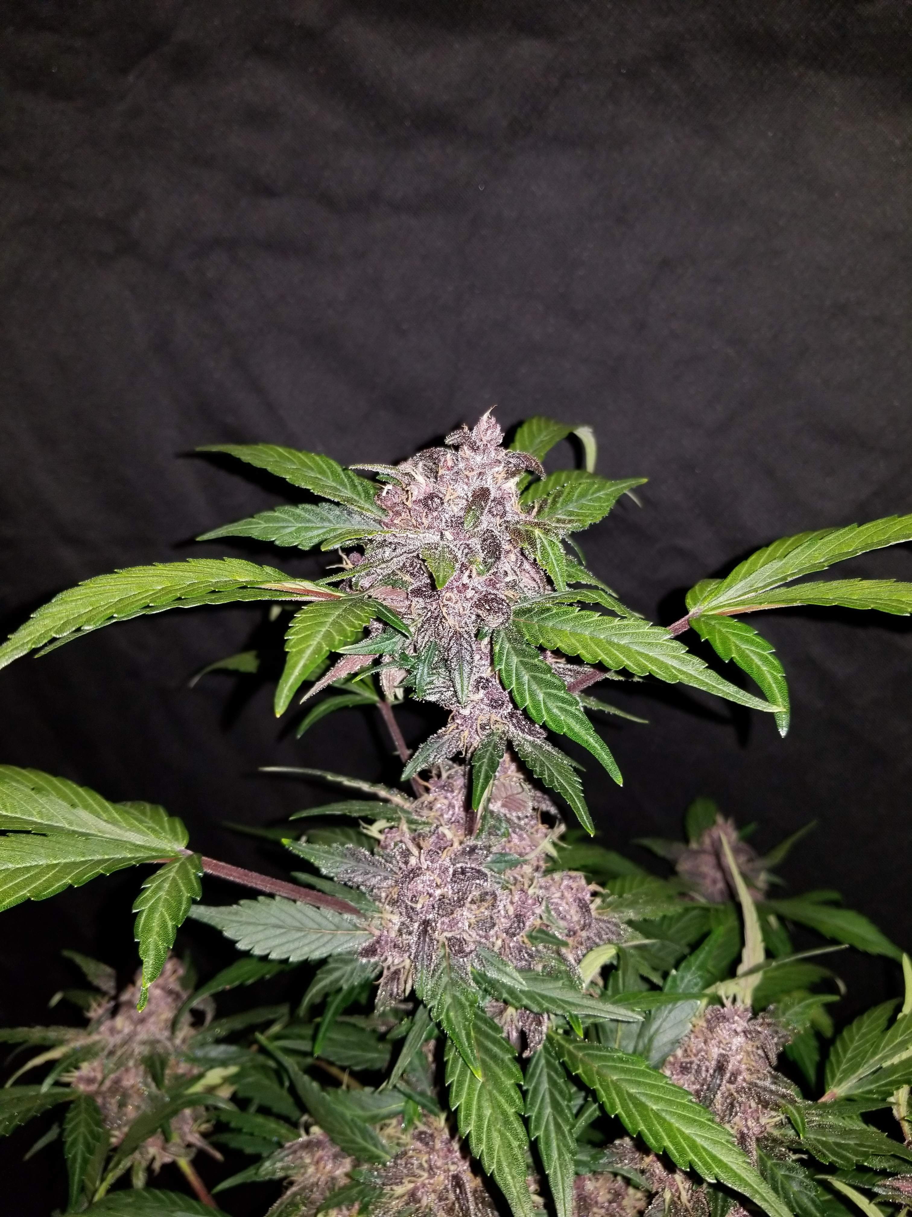 Fast Buds Crystal METH Auto