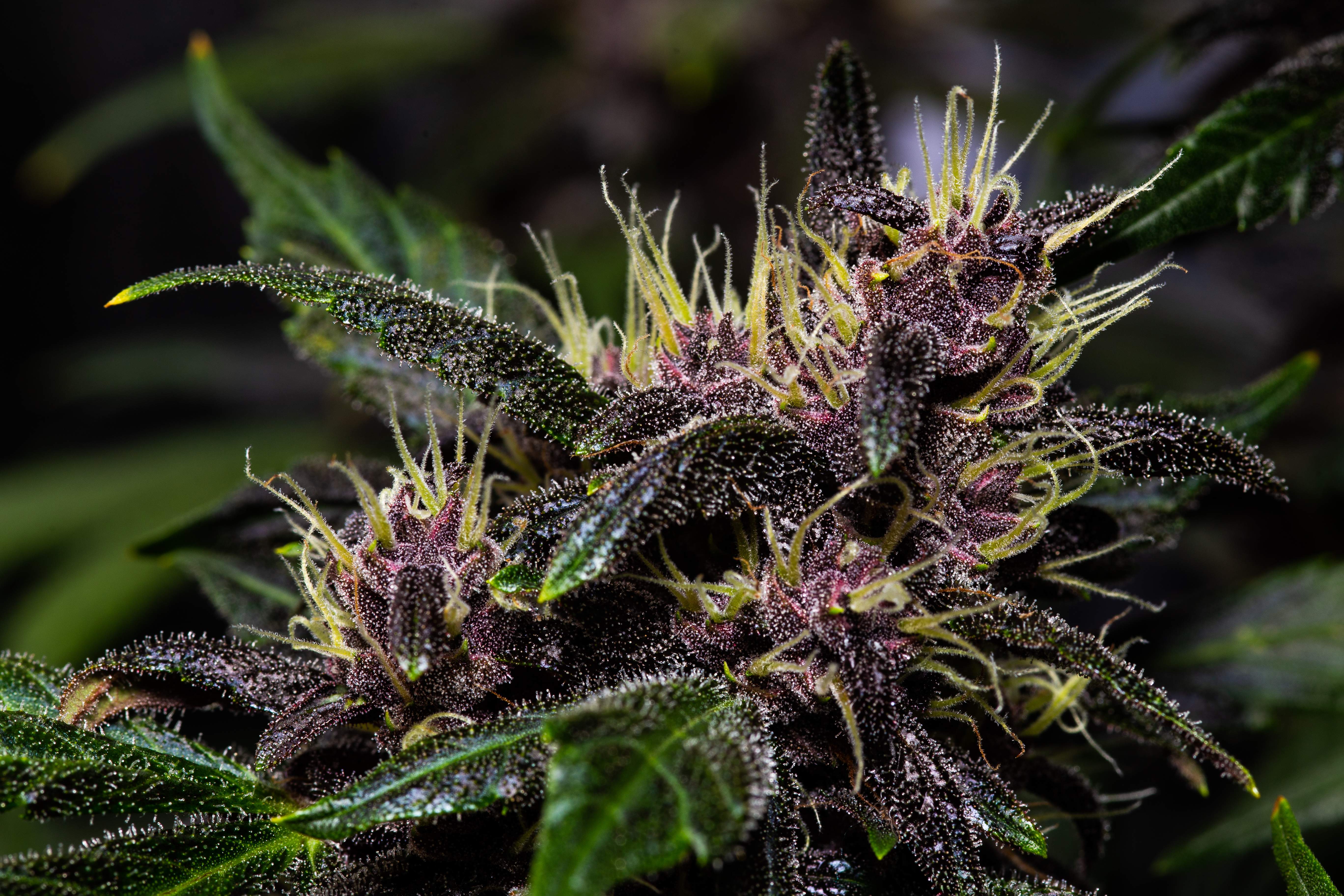 Fast Buds Crystal METH Auto
