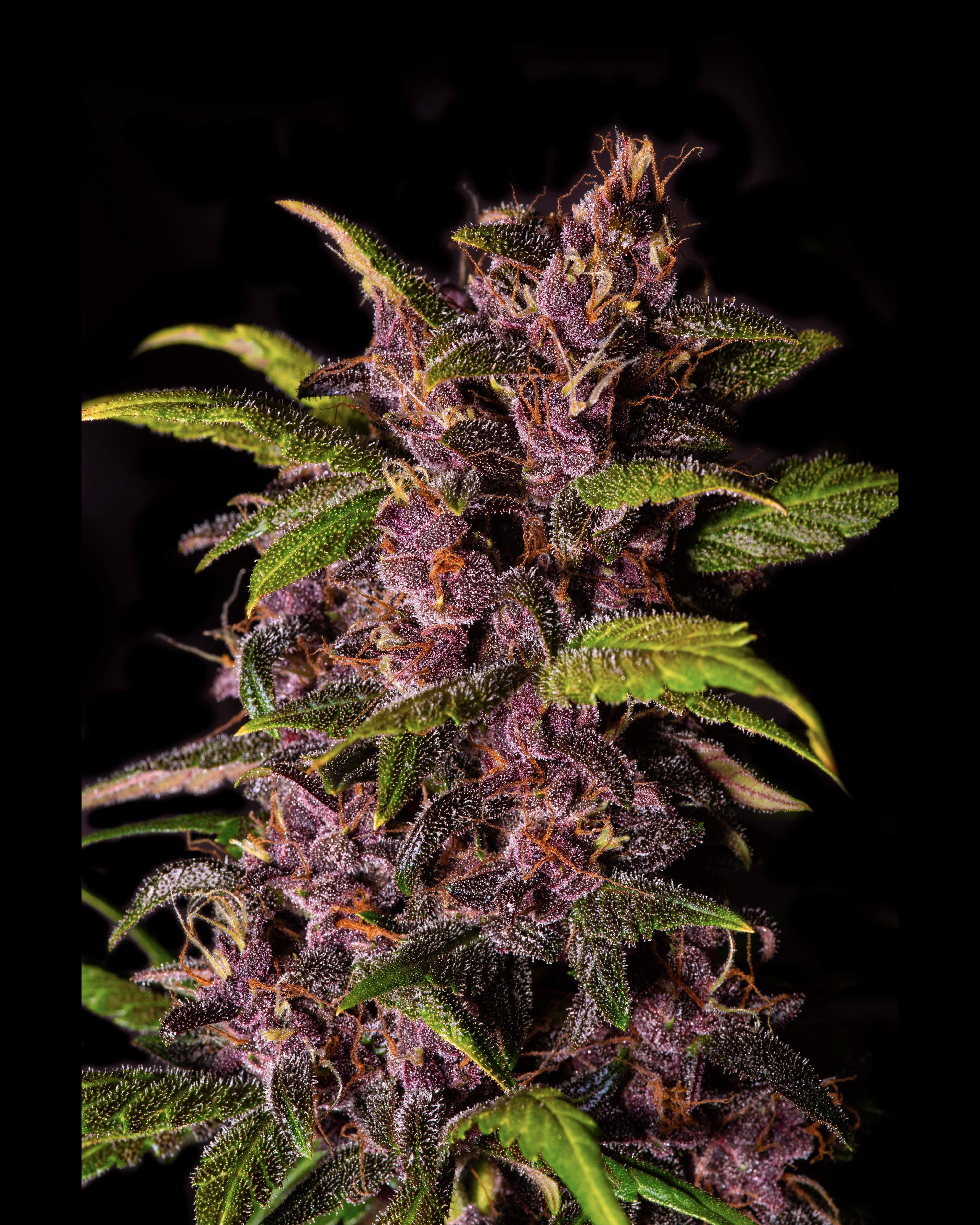 Fast Buds Crystal METH Auto