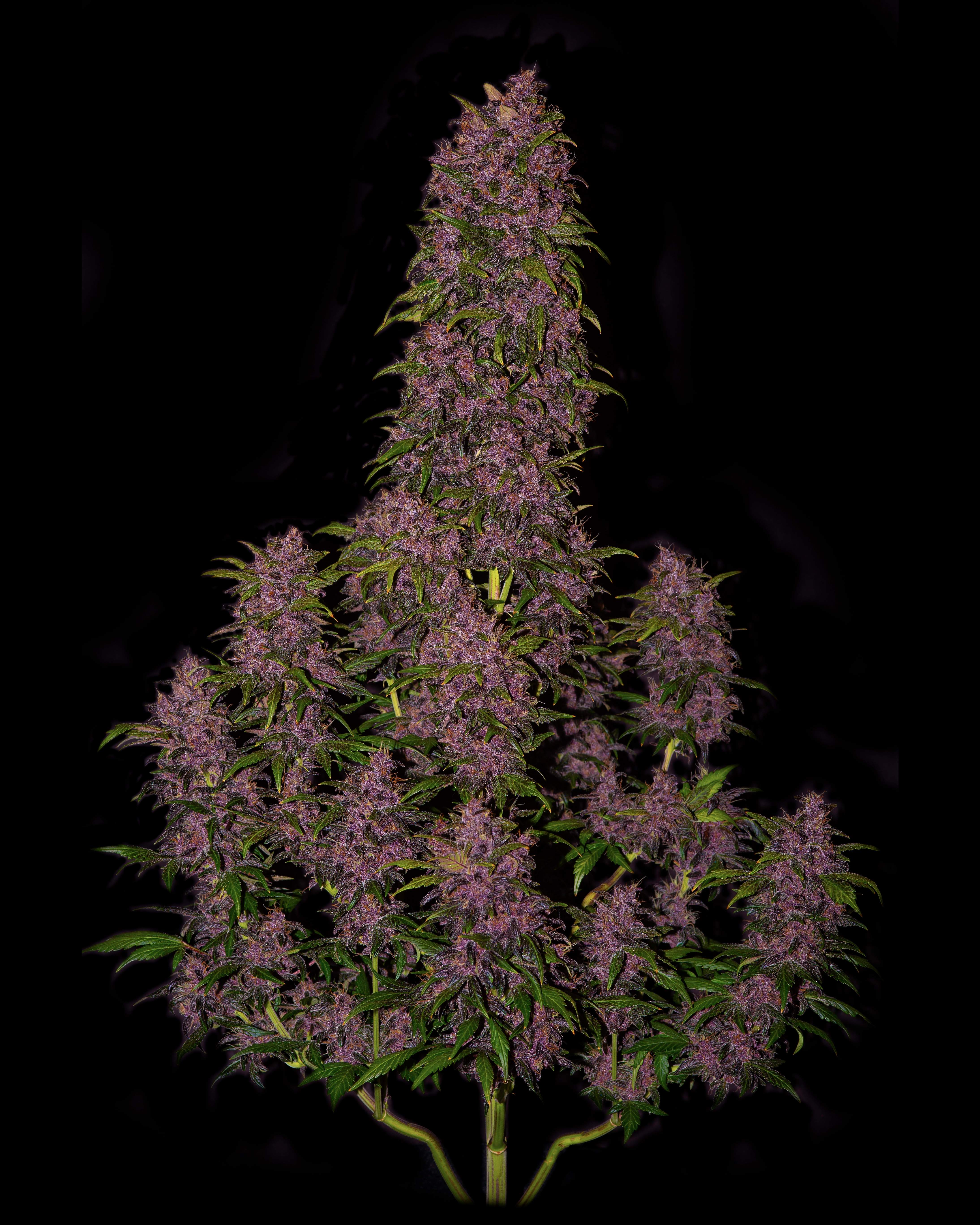 Fast Buds Crystal METH Auto