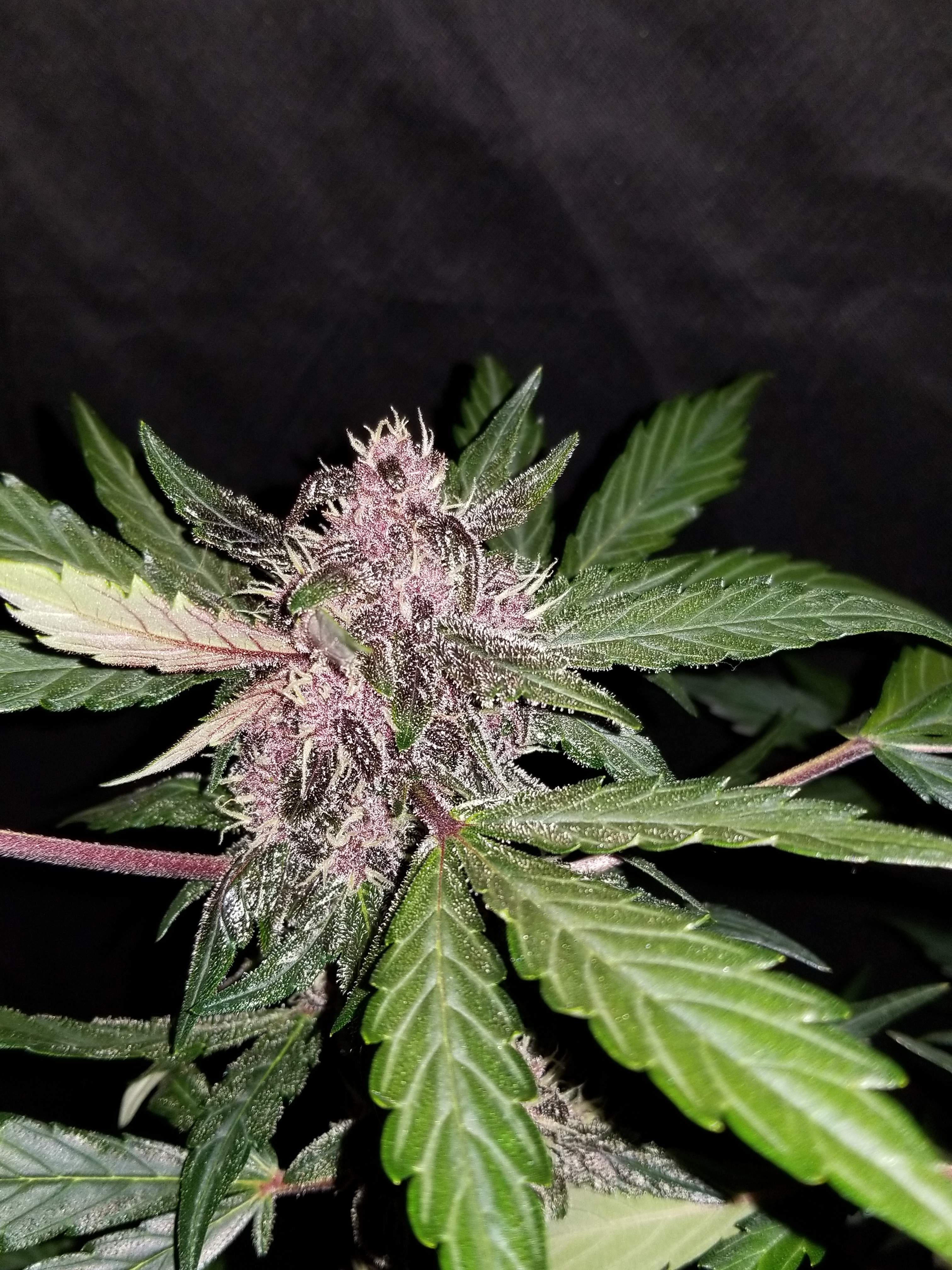 Fast Buds Crystal METH Auto