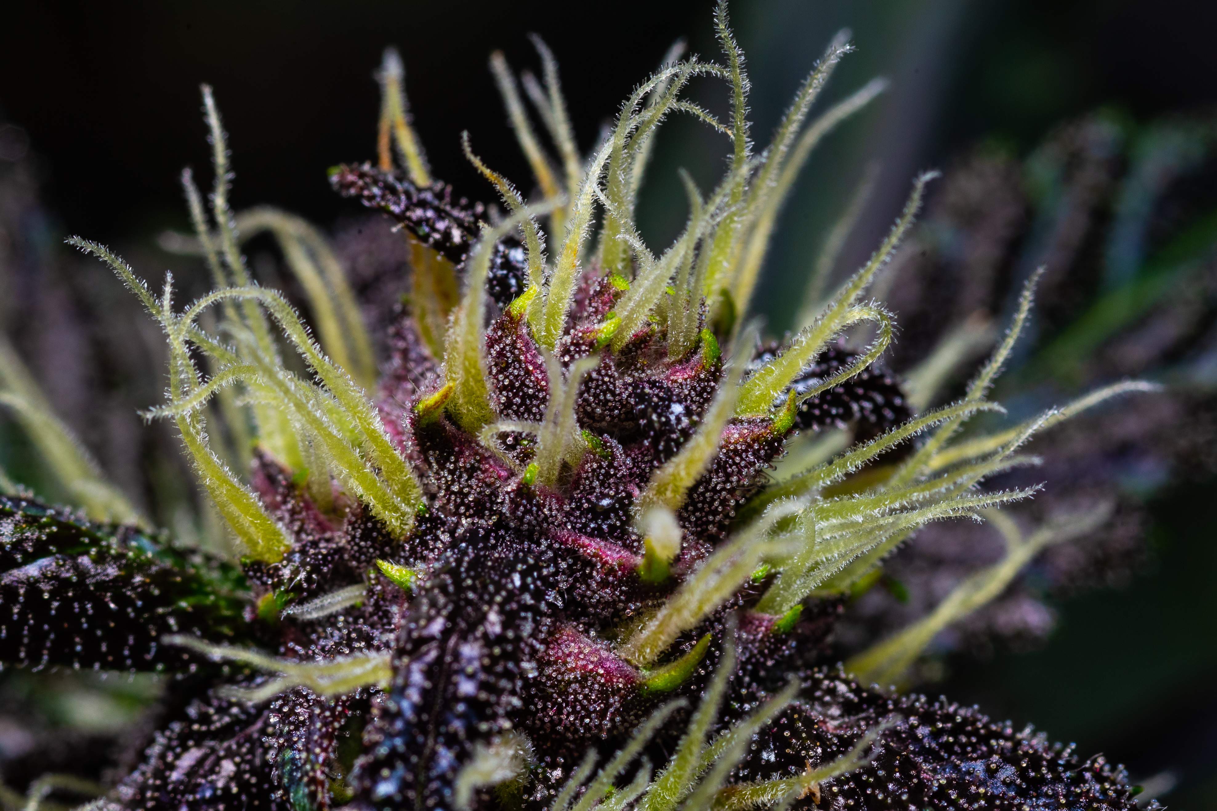 Fast Buds Crystal METH Auto