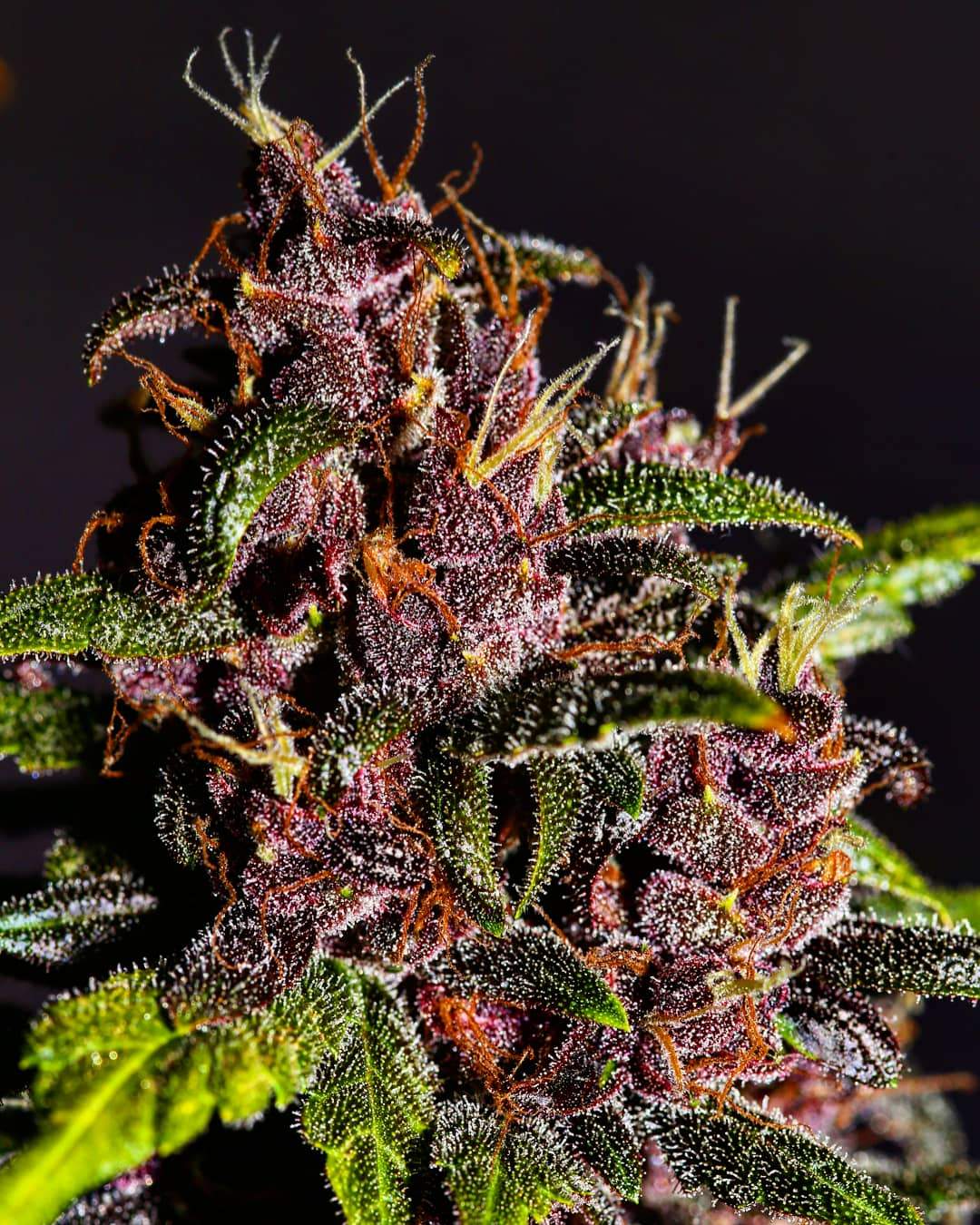 Fast Buds Crystal METH Auto