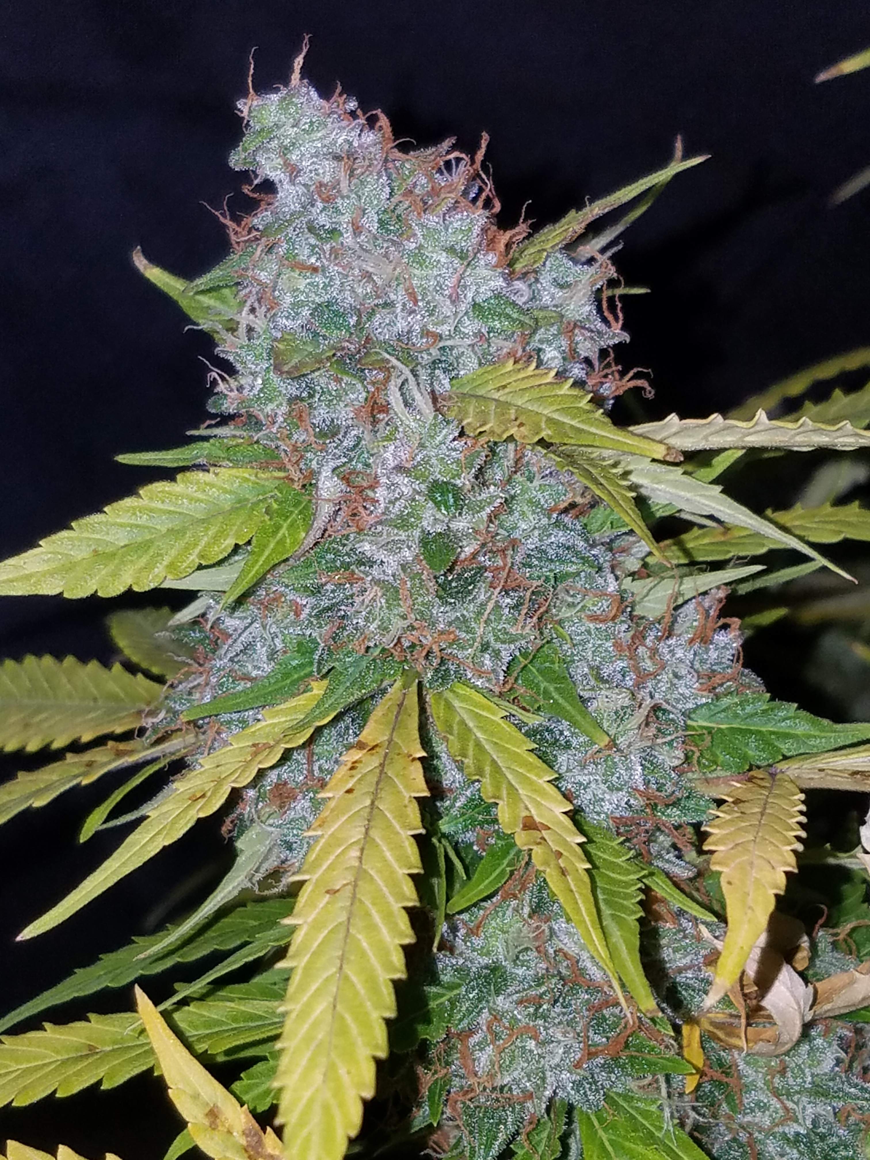 Fast Buds Californian Snow Auto