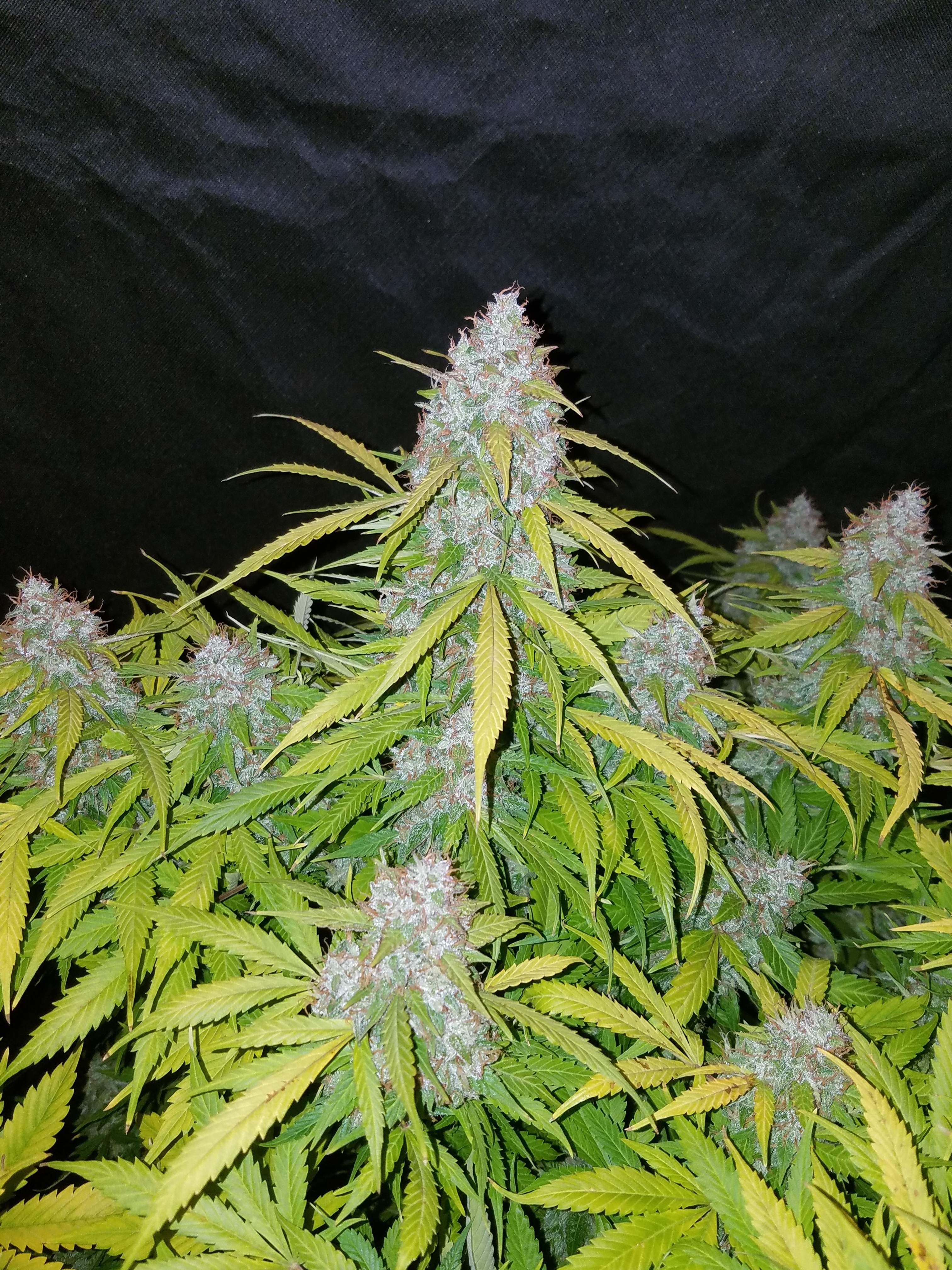 Fast Buds Californian Snow Auto