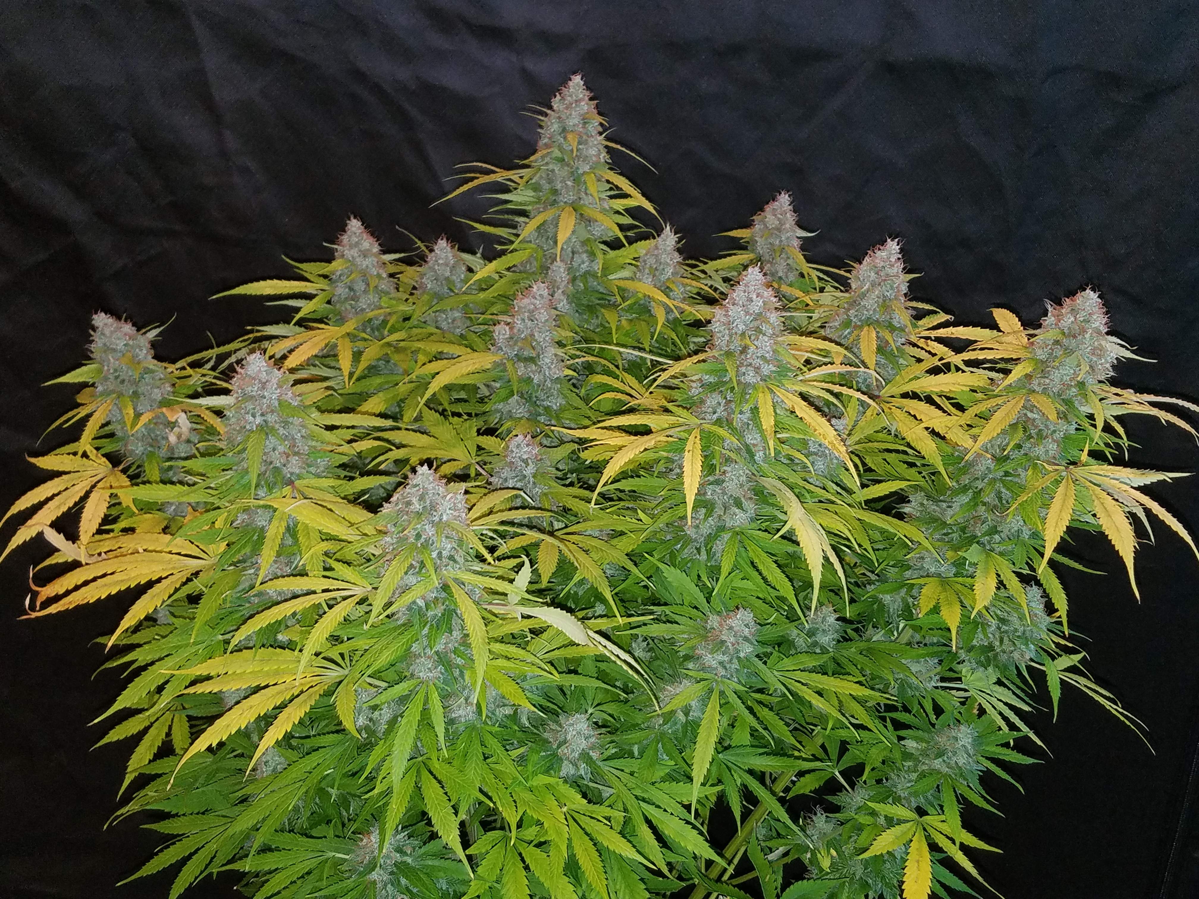 Fast Buds Californian Snow Auto