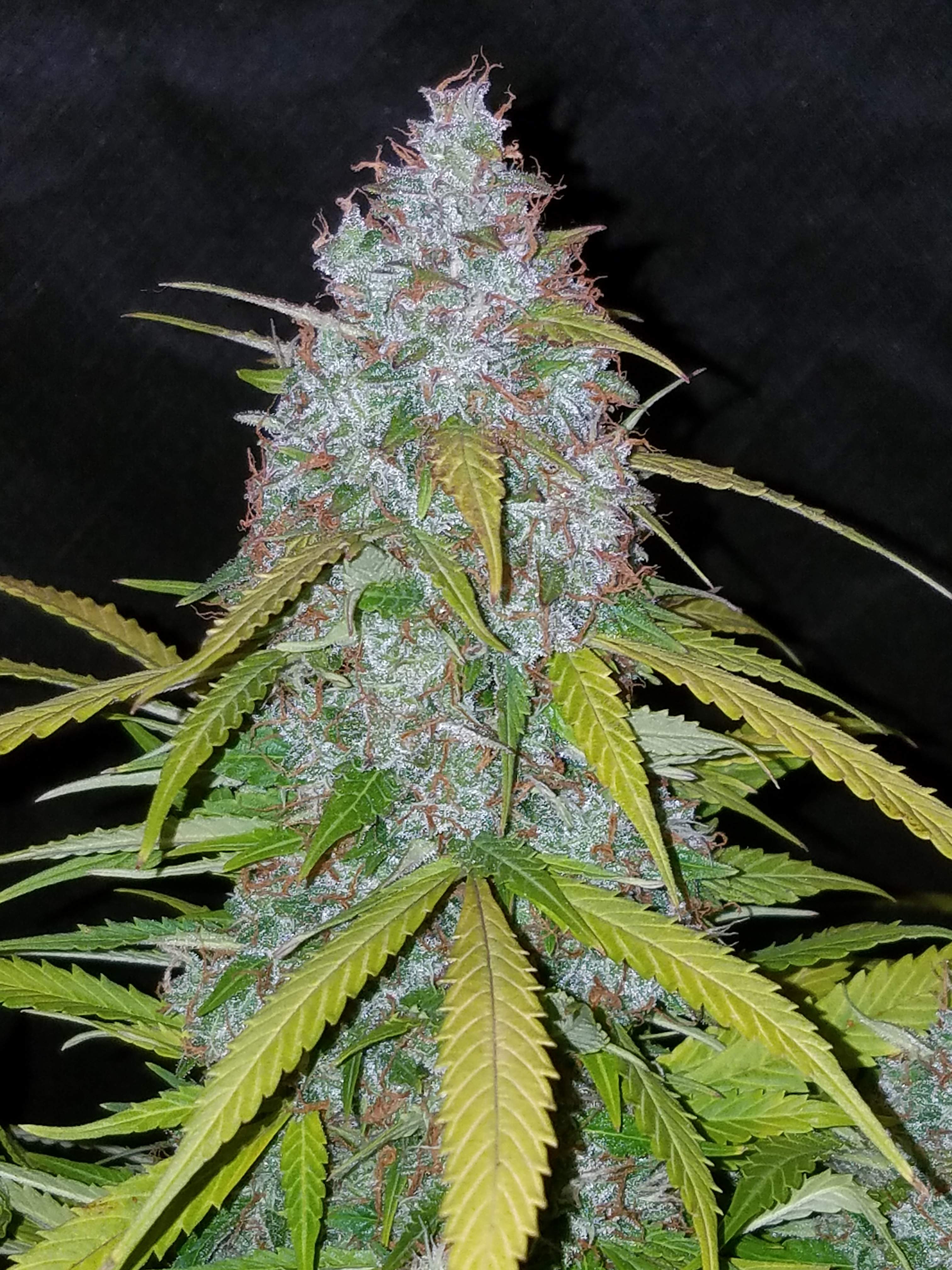 Fast Buds Californian Snow Auto