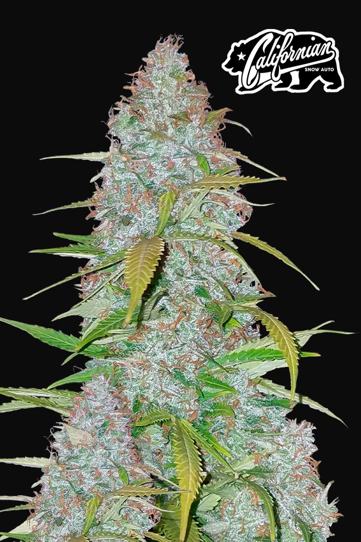 Fast Buds Californian Snow Auto