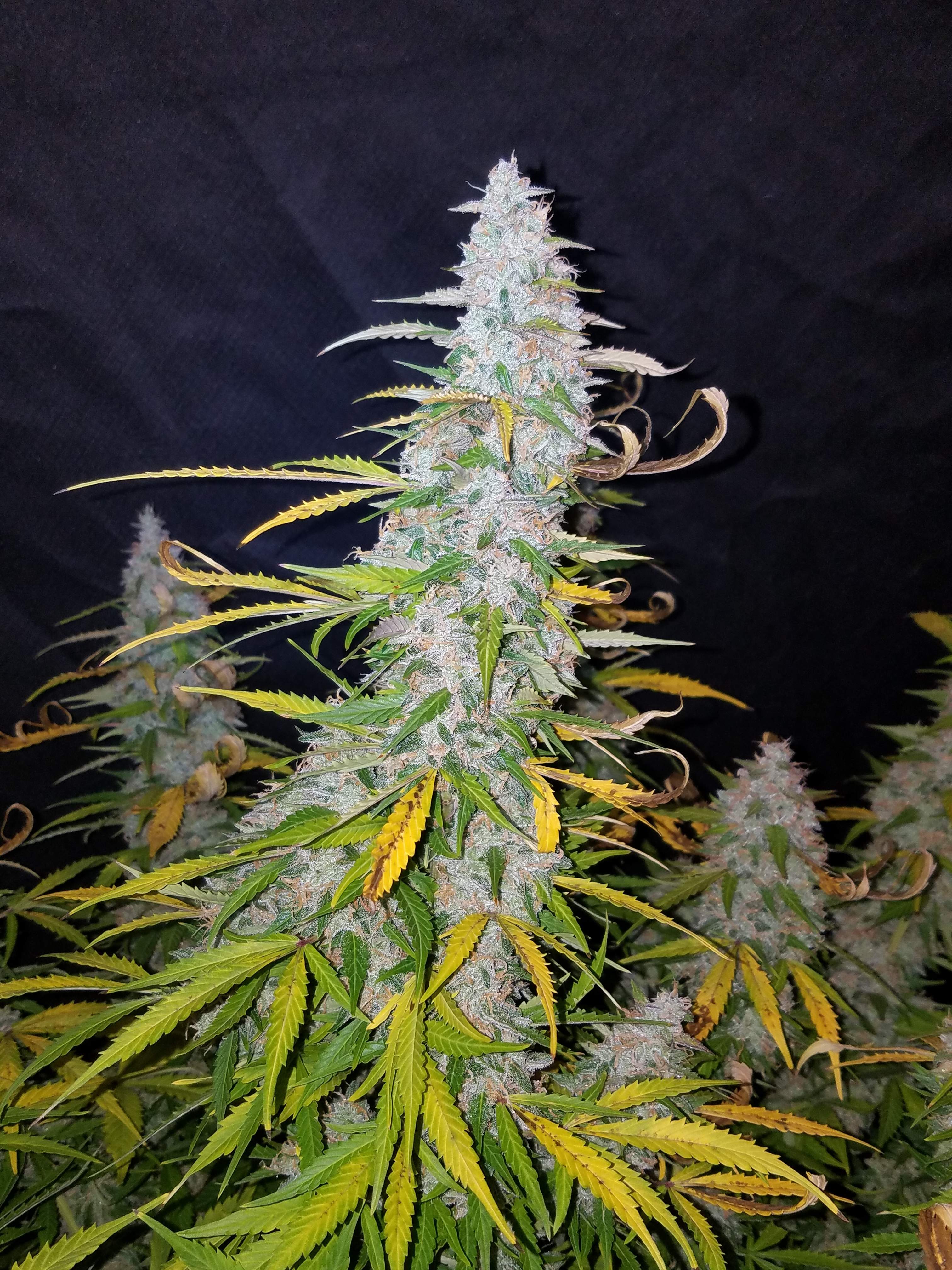 Fast Buds Californian Snow Auto