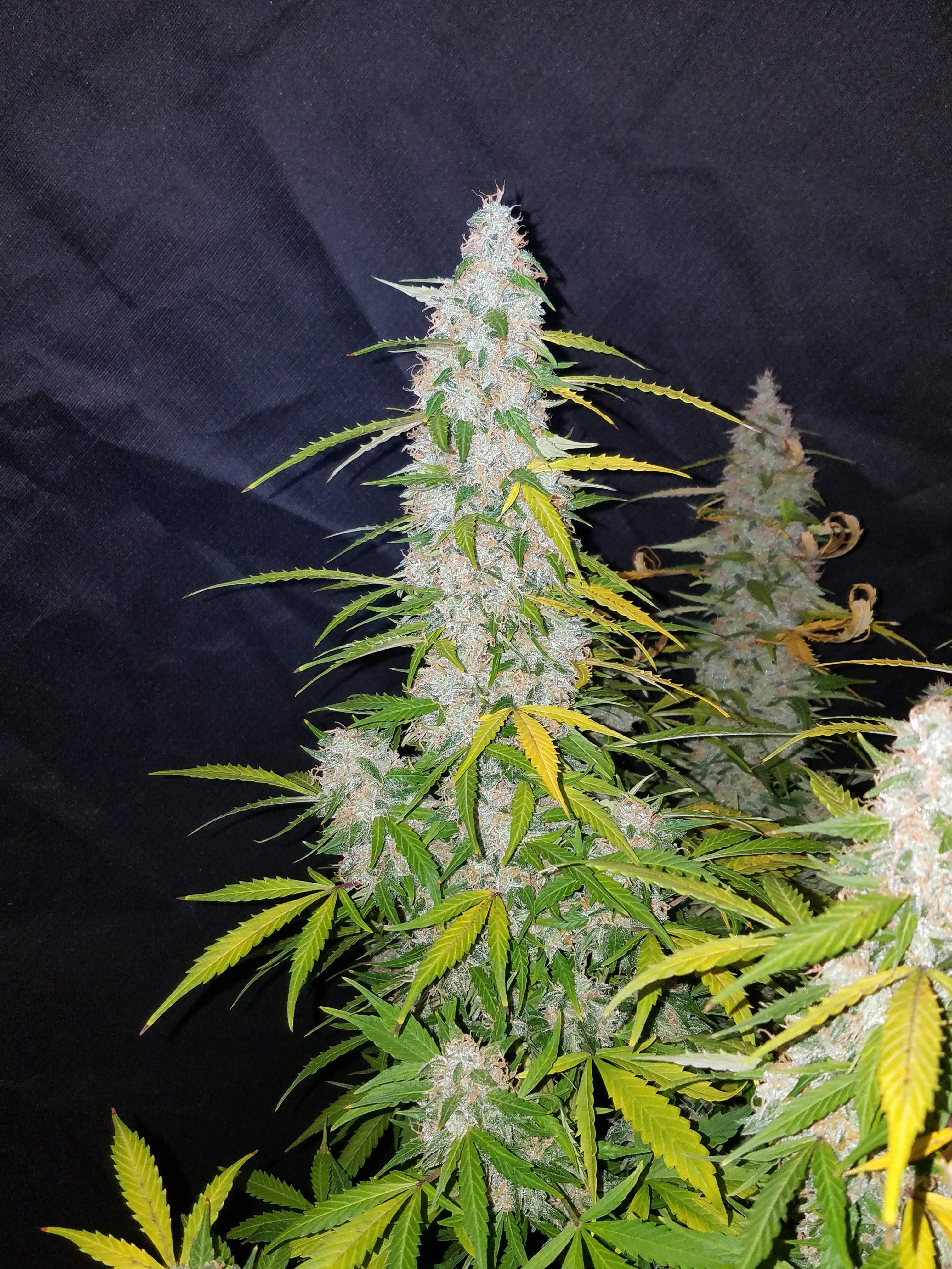 Fast Buds Californian Snow Auto