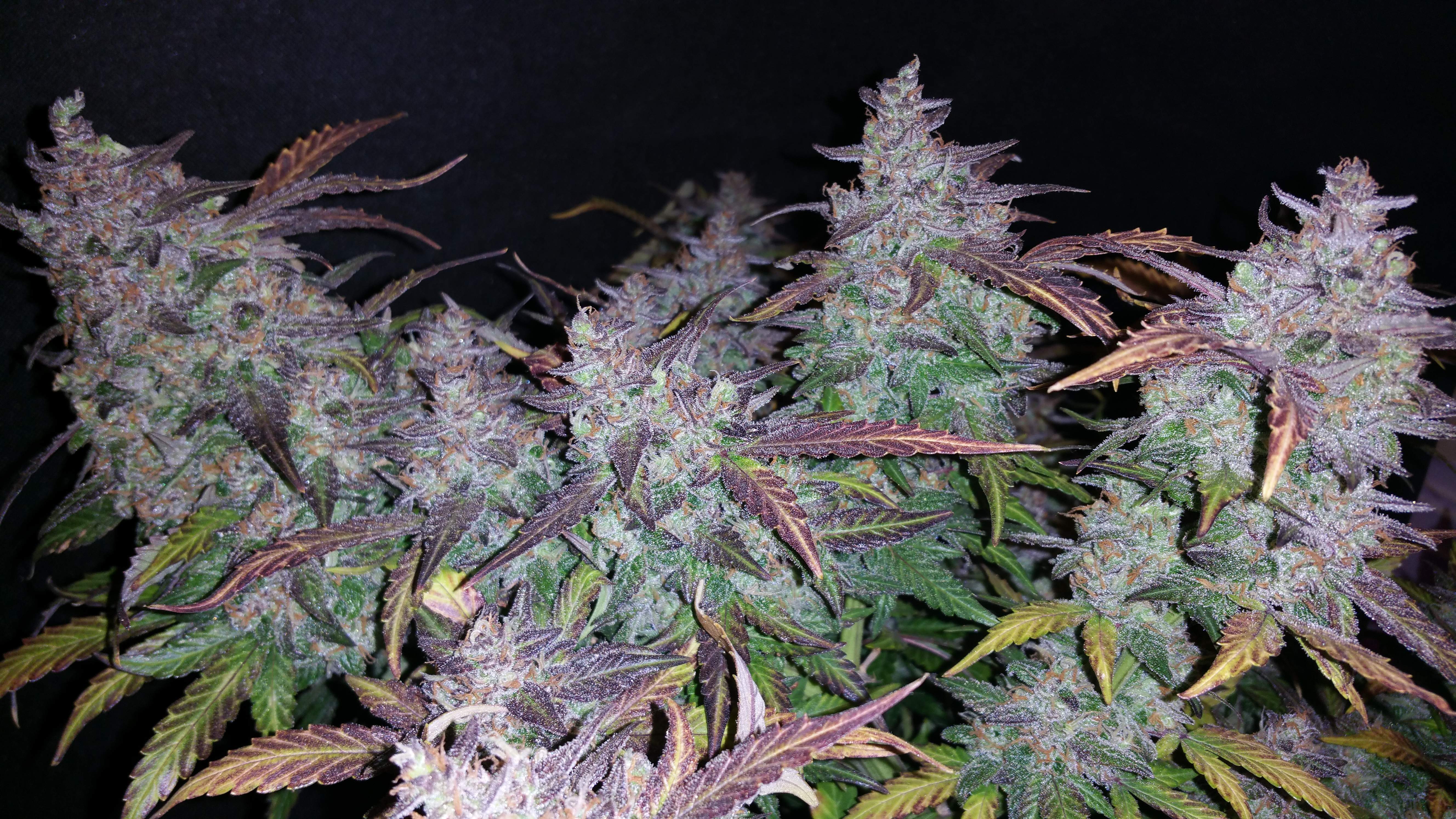 Fast Buds Fastberry Auto
